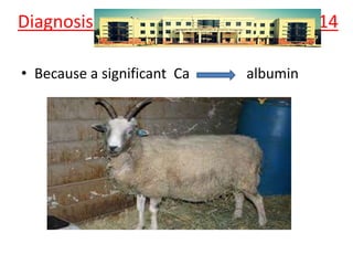 Diagnosis 14
• Because a significant Ca albumin
 
