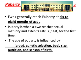 Puberty 5
• Ewes generally reach Puberty at six to
eight months of age .
• Puberty is when a ewe reaches sexual
maturity and exhibits estrus (heat) for the first
time.
• The age of puberty is influenced by
breed, genetic selection, body size,
nutrition, and season of birth.
 