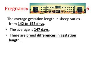 Pregnancy 6
The average gestation length in sheep varies
from 142 to 152 days.
• The average is 147 days.
• There are breed differences in gestation
length.
 