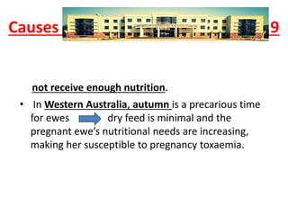 Causes 9
not receive enough nutrition.
• In Western Australia, autumn is a precarious time
for ewes dry feed is minimal and the
pregnant ewe’s nutritional needs are increasing,
making her susceptible to pregnancy toxaemia.
 