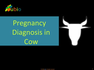 Pregnancy Diagnosis in Cow 