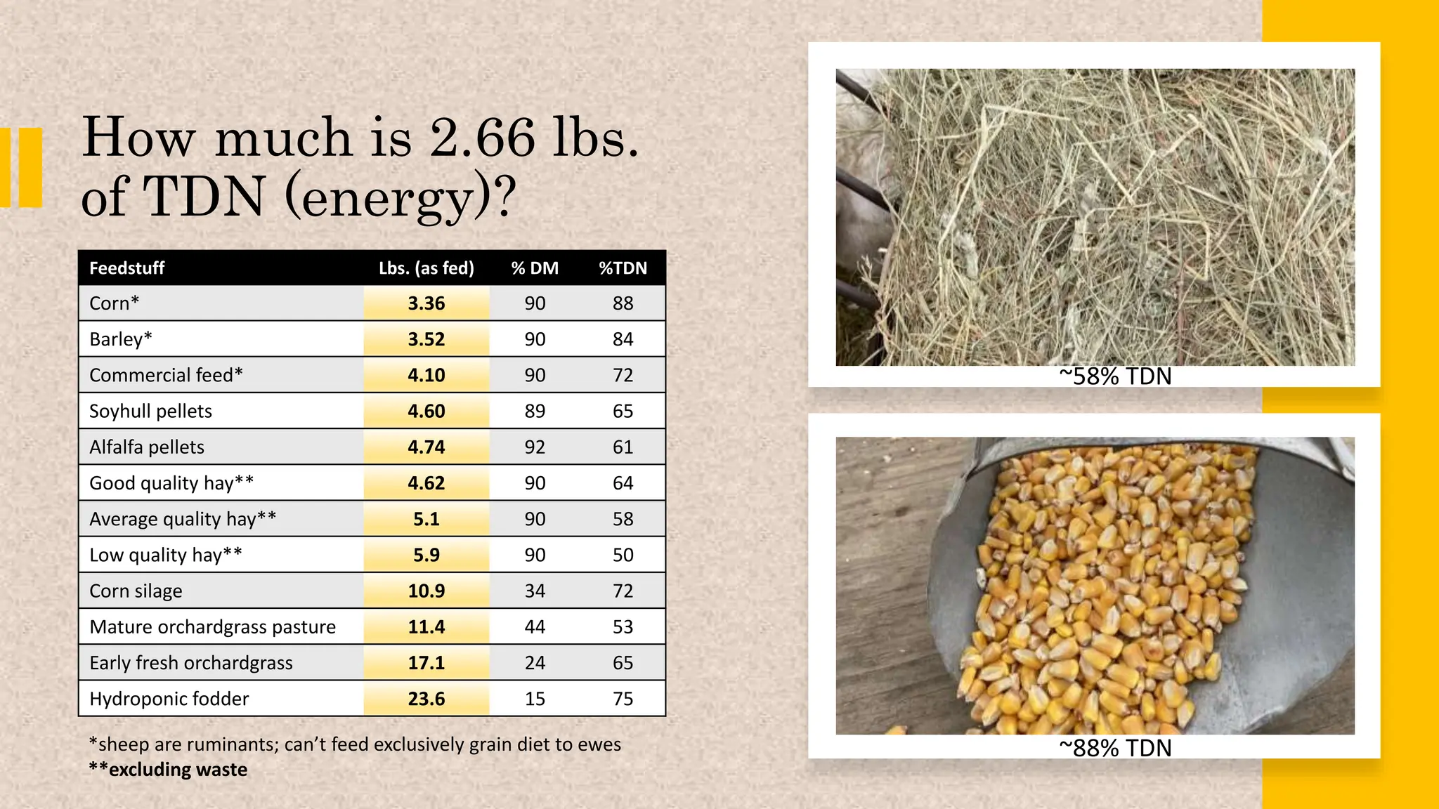 How much is 2.66 lbs.
of TDN (energy)?
*sheep are ruminants; can’t feed exclusively grain diet to ewes
**excluding waste
Feedstuff Lbs. (as fed) % DM %TDN
Corn* 3.36 90 88
Barley* 3.52 90 84
Commercial feed* 4.10 90 72
Soyhull pellets 4.60 89 65
Alfalfa pellets 4.74 92 61
Good quality hay** 4.62 90 64
Average quality hay** 5.1 90 58
Low quality hay** 5.9 90 50
Corn silage 10.9 34 72
Mature orchardgrass pasture 11.4 44 53
Early fresh orchardgrass 17.1 24 65
Hydroponic fodder 23.6 15 75
~88% TDN
~58% TDN
 