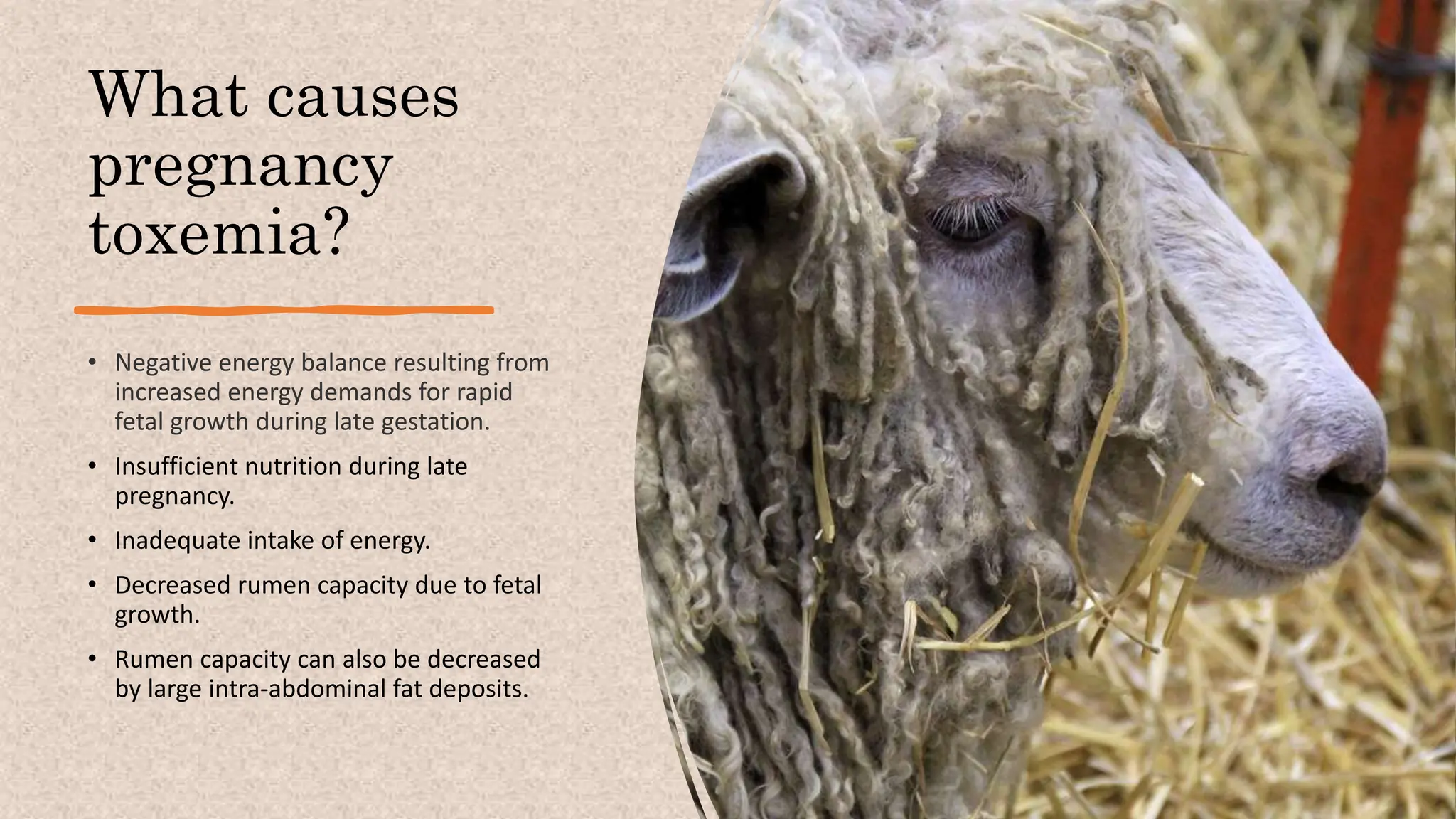 What causes
pregnancy
toxemia?
• Negative energy balance resulting from
increased energy demands for rapid
fetal growth during late gestation.
• Insufficient nutrition during late
pregnancy.
• Inadequate intake of energy.
• Decreased rumen capacity due to fetal
growth.
• Rumen capacity can also be decreased
by large intra-abdominal fat deposits.
 