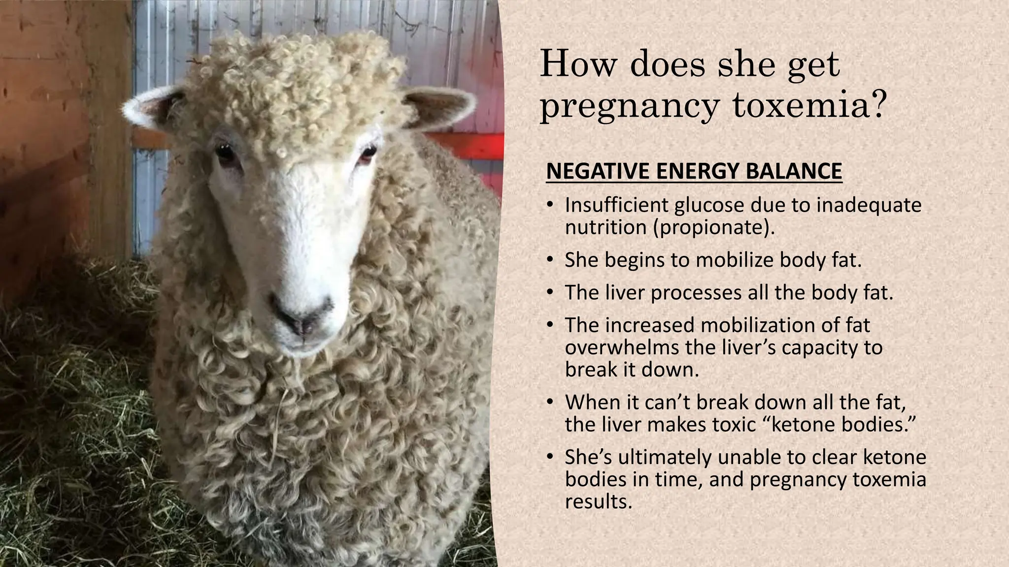 How does she get
pregnancy toxemia?
NEGATIVE ENERGY BALANCE
• Insufficient glucose due to inadequate
nutrition (propionate).
• She begins to mobilize body fat.
• The liver processes all the body fat.
• The increased mobilization of fat
overwhelms the liver’s capacity to
break it down.
• When it can’t break down all the fat,
the liver makes toxic “ketone bodies.”
• She’s ultimately unable to clear ketone
bodies in time, and pregnancy toxemia
results.
 
