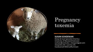 Pregnancy
toxemia
SUSAN SCHOENIAN
Sheep & Goat Specialist Emeritus
University of Maryland Extension
sschoen@umd.edu | sheepandgoat.com
sheep101.info | wormx.info
Facebook @ MDSmallRuminant
 