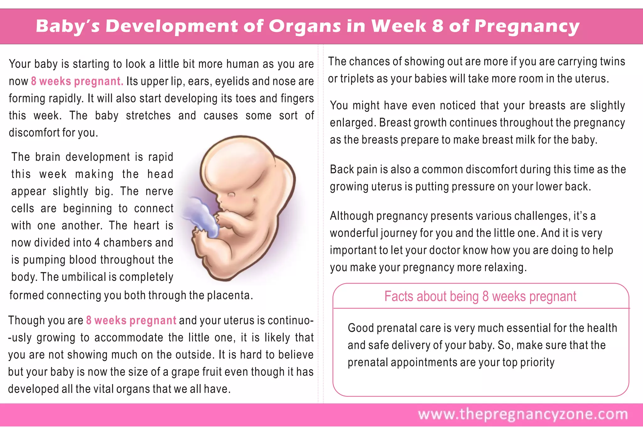 Baby’s Development of Organs in Week 8 of Pregnancy
Your baby is starting to look a little bit more human as you are      The chances of showing out are more if you are carrying twins
now 8 weeks pregnant. Its upper lip, ears, eyelids and nose are       or triplets as your babies will take more room in the uterus.
forming rapidly. It will also start developing its toes and fingers
                                                                      You might have even noticed that your breasts are slightly
this week. The baby stretches and causes some sort of
                                                                      enlarged. Breast growth continues throughout the pregnancy
discomfort for you.
                                                                      as the breasts prepare to make breast milk for the baby.
The brain development is rapid
this week making the head                                             Back pain is also a common discomfort during this time as the
appear slightly big. The nerve                                        growing uterus is putting pressure on your lower back.
cells are beginning to connect
                                                                      Although pregnancy presents various challenges, it’s a
with one another. The heart is
                                                                      wonderful journey for you and the little one. And it is very
now divided into 4 chambers and
                                                                      important to let your doctor know how you are doing to help
is pumping blood throughout the
                                                                      you make your pregnancy more relaxing.
body. The umbilical is completely
formed connecting you both through the placenta.                                 Facts about being 8 weeks pregnant
Though you are 8 weeks pregnant and your uterus is continuo-
                                                                          Good prenatal care is very much essential for the health
-usly growing to accommodate the little one, it is likely that
                                                                          and safe delivery of your baby. So, make sure that the
you are not showing much on the outside. It is hard to believe
                                                                          prenatal appointments are your top priority
but your baby is now the size of a grape fruit even though it has
developed all the vital organs that we all have.
 