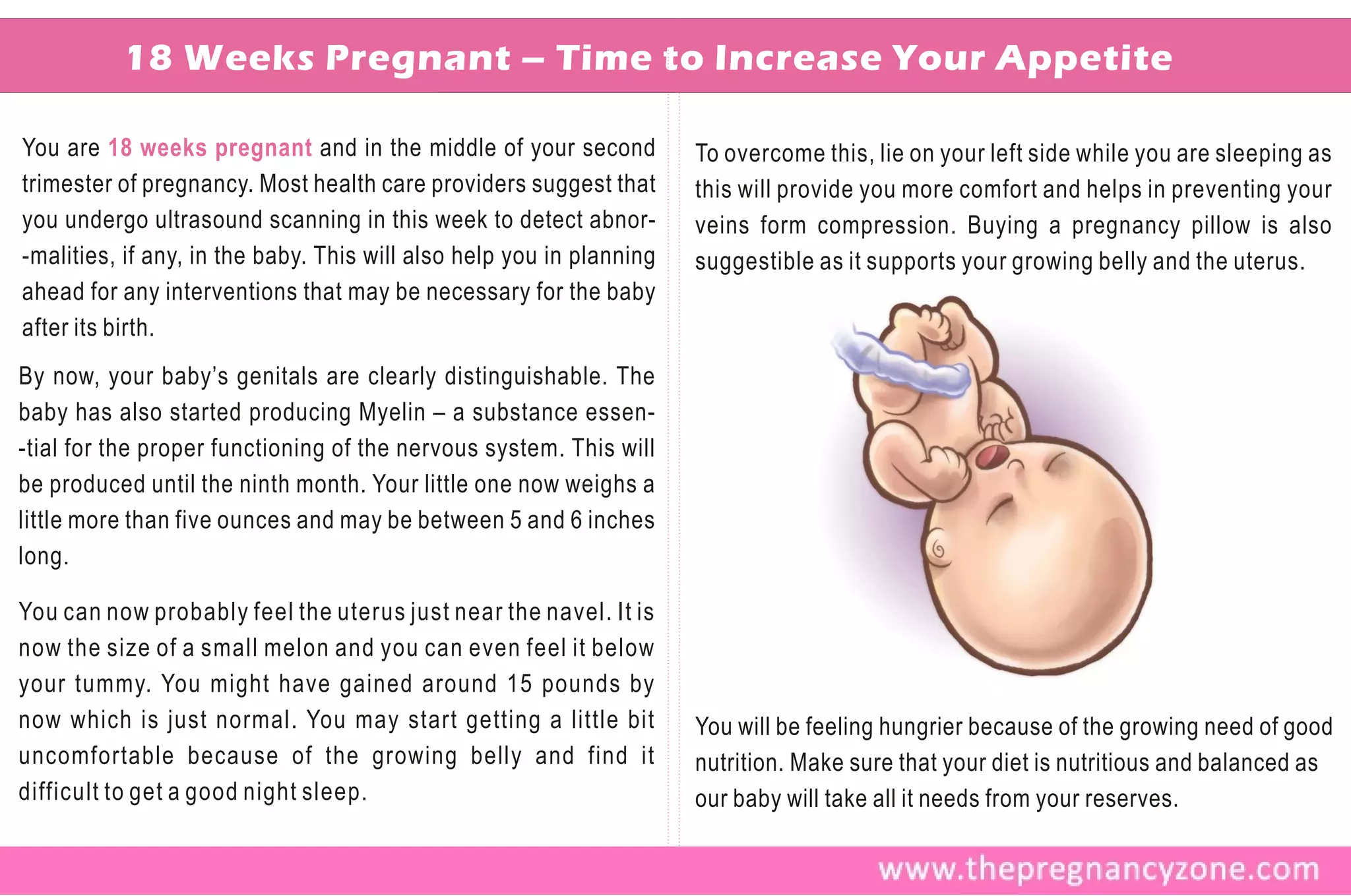 18 Weeks Pregnant – Time to Increase Your Appetite

You are 18 weeks pregnant and in the middle of your second            To overcome this, lie on your left side while you are sleeping as
trimester of pregnancy. Most health care providers suggest that       this will provide you more comfort and helps in preventing your
you undergo ultrasound scanning in this week to detect abnor-         veins form compression. Buying a pregnancy pillow is also
-malities, if any, in the baby. This will also help you in planning   suggestible as it supports your growing belly and the uterus.
ahead for any interventions that may be necessary for the baby
after its birth.
By now, your baby’s genitals are clearly distinguishable. The
baby has also started producing Myelin – a substance essen-
-tial for the proper functioning of the nervous system. This will
be produced until the ninth month. Your little one now weighs a
little more than five ounces and may be between 5 and 6 inches
long.

You can now probably feel the uterus just near the navel. It is
now the size of a small melon and you can even feel it below
your tummy. You might have gained around 15 pounds by
now which is just normal. You may start getting a little bit          You will be feeling hungrier because of the growing need of good
uncomfortable because of the growing belly and find it                nutrition. Make sure that your diet is nutritious and balanced as
difficult to get a good night sleep.                                  our baby will take all it needs from your reserves.
 