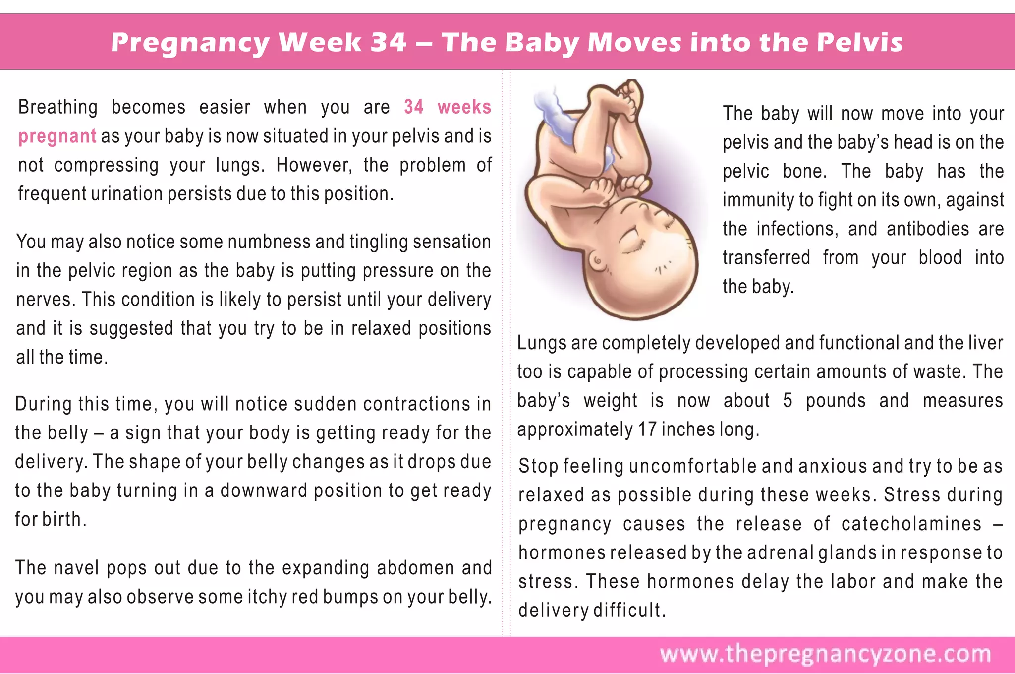 Pregnancy Week 34 – The Baby Moves into the Pelvis

Breathing becomes easier when you are 34 weeks                                            The baby will now move into your
pregnant as your baby is now situated in your pelvis and is                               pelvis and the baby’s head is on the
not compressing your lungs. However, the problem of                                       pelvic bone. The baby has the
frequent urination persists due to this position.                                         immunity to fight on its own, against
                                                                                          the infections, and antibodies are
You may also notice some numbness and tingling sensation
                                                                                          transferred from your blood into
in the pelvic region as the baby is putting pressure on the
                                                                                          the baby.
nerves. This condition is likely to persist until your delivery
and it is suggested that you try to be in relaxed positions
                                                                  Lungs are completely developed and functional and the liver
all the time.
                                                                  too is capable of processing certain amounts of waste. The
During this time, you will notice sudden contractions in          baby’s weight is now about 5 pounds and measures
the belly – a sign that your body is getting ready for the        approximately 17 inches long.
delivery. The shape of your belly changes as it drops due         Stop feeling uncomfortable and anxious and try to be as
to the baby turning in a downward position to get ready           relaxed as possible during these weeks. Stress during
for birth.                                                        pregnancy causes the release of catecholamines –
                                                                  hormones released by the adrenal glands in response to
The navel pops out due to the expanding abdomen and
                                                                  stress. These hormones delay the labor and make the
you may also observe some itchy red bumps on your belly.
                                                                  delivery difficult.
 