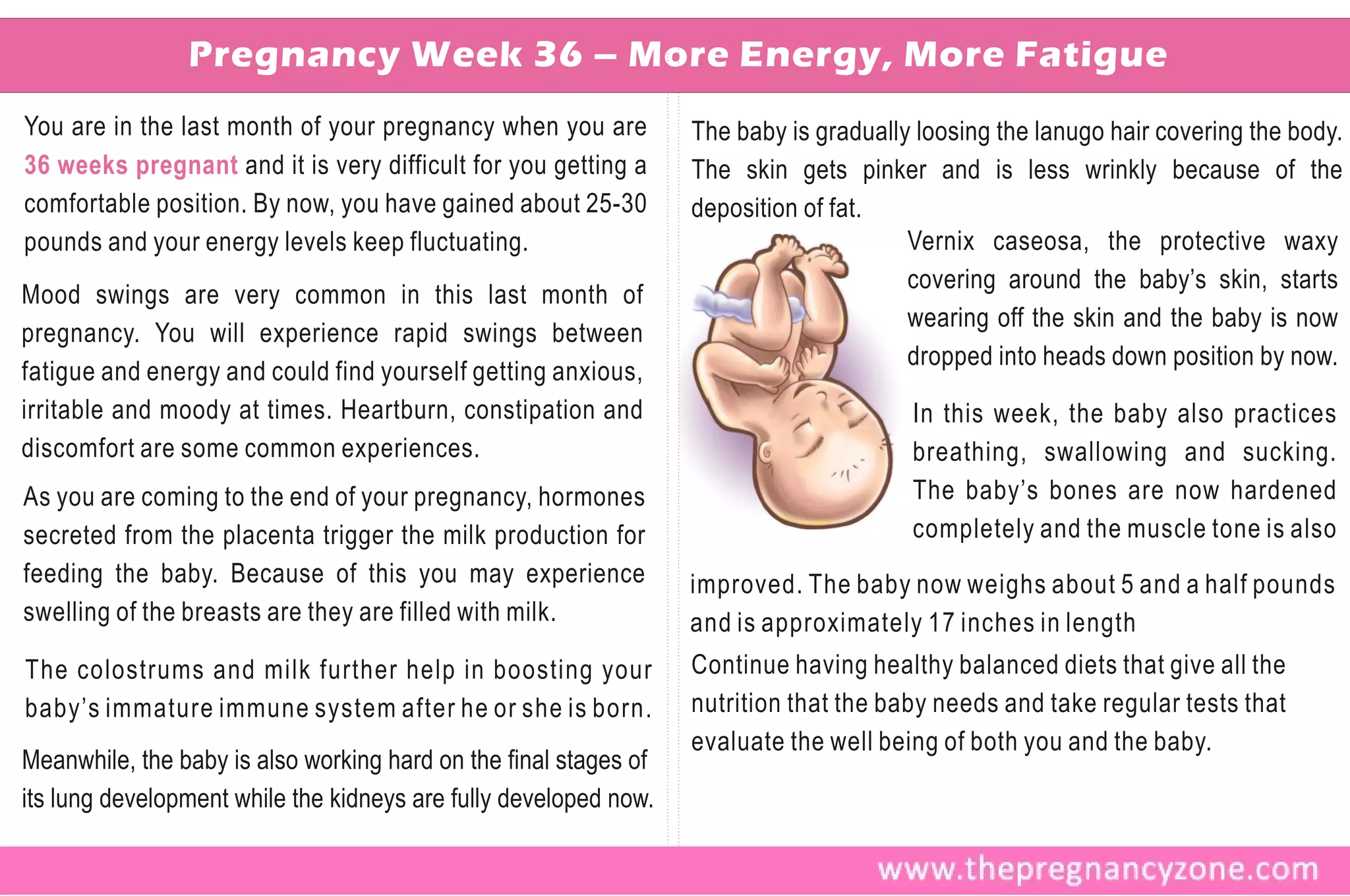 Pregnancy Week 36 – More Energy, More Fatigue
You are in the last month of your pregnancy when you are          The baby is gradually loosing the lanugo hair covering the body.
36 weeks pregnant and it is very difficult for you getting a      The skin gets pinker and is less wrinkly because of the
comfortable position. By now, you have gained about 25-30         deposition of fat.
pounds and your energy levels keep fluctuating.                                        Vernix caseosa, the protective waxy
                                                                                       covering around the baby’s skin, starts
Mood swings are very common in this last month of
                                                                                       wearing off the skin and the baby is now
pregnancy. You will experience rapid swings between
                                                                                       dropped into heads down position by now.
fatigue and energy and could find yourself getting anxious,
irritable and moody at times. Heartburn, constipation and                              In this week, the baby also practices
discomfort are some common experiences.                                                breathing, swallowing and sucking.
As you are coming to the end of your pregnancy, hormones                               The baby’s bones are now hardened
secreted from the placenta trigger the milk production for                             completely and the muscle tone is also
feeding the baby. Because of this you may experience              improved. The baby now weighs about 5 and a half pounds
swelling of the breasts are they are filled with milk.            and is approximately 17 inches in length
The colostrums and milk further help in boosting your             Continue having healthy balanced diets that give all the
baby’s immature immune system after he or she is born.            nutrition that the baby needs and take regular tests that
                                                                  evaluate the well being of both you and the baby.
Meanwhile, the baby is also working hard on the final stages of
its lung development while the kidneys are fully developed now.
 