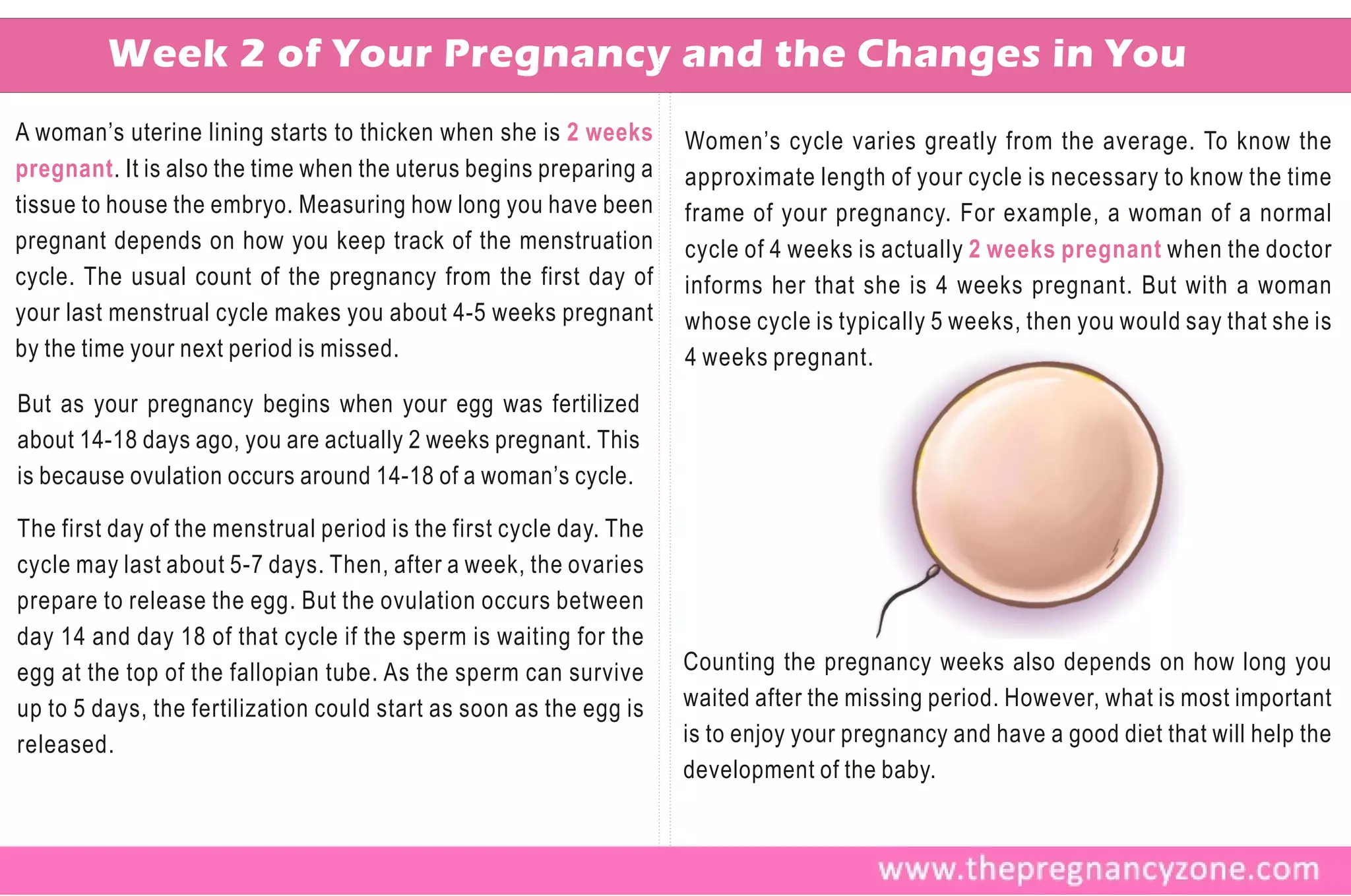 Week 2 of Your Pregnancy and the Changes in You
A woman’s uterine lining starts to thicken when she is 2 weeks      Women’s cycle varies greatly from the average. To know the
pregnant . It is also the time when the uterus begins preparing a   approximate length of your cycle is necessary to know the time
tissue to house the embryo. Measuring how long you have been        frame of your pregnancy. For example, a woman of a normal
pregnant depends on how you keep track of the menstruation          cycle of 4 weeks is actually 2 weeks pregnant when the doctor
cycle. The usual count of the pregnancy from the first day of       informs her that she is 4 weeks pregnant. But with a woman
your last menstrual cycle makes you about 4-5 weeks pregnant        whose cycle is typically 5 weeks, then you would say that she is
by the time your next period is missed.                             4 weeks pregnant.
But as your pregnancy begins when your egg was fertilized
about 14-18 days ago, you are actually 2 weeks pregnant. This
is because ovulation occurs around 14-18 of a woman’s cycle.

The first day of the menstrual period is the first cycle day. The
cycle may last about 5-7 days. Then, after a week, the ovaries
prepare to release the egg. But the ovulation occurs between
day 14 and day 18 of that cycle if the sperm is waiting for the
egg at the top of the fallopian tube. As the sperm can survive      Counting the pregnancy weeks also depends on how long you
up to 5 days, the fertilization could start as soon as the egg is   waited after the missing period. However, what is most important
released.                                                           is to enjoy your pregnancy and have a good diet that will help the
                                                                    development of the baby.
 