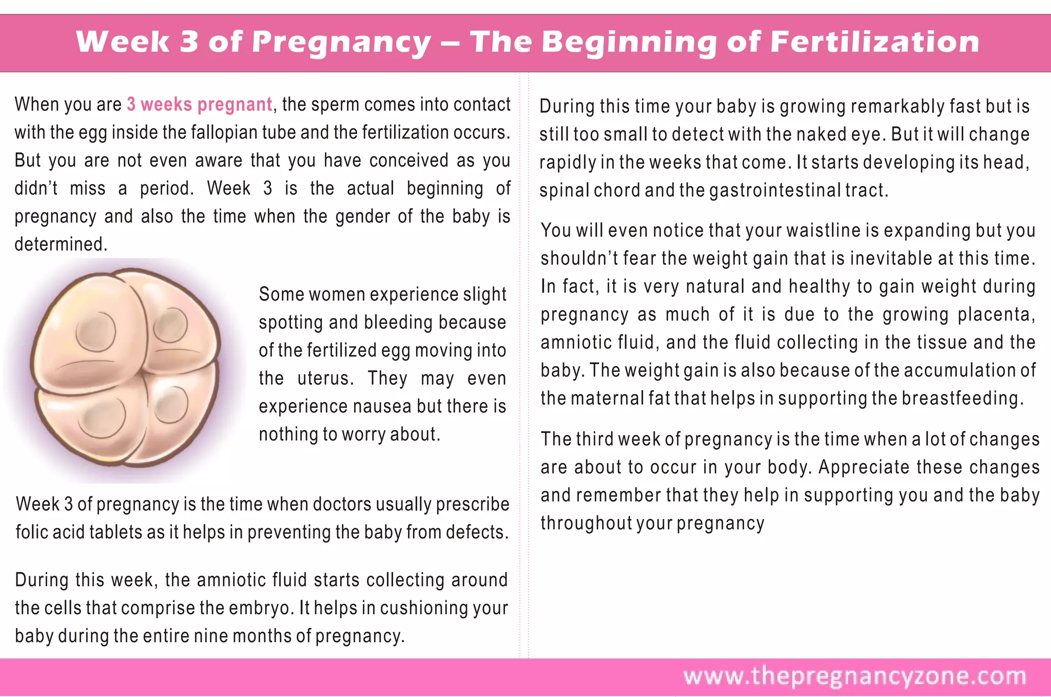 Week 3 of Pregnancy – The Beginning of Fertilization
When you are 3 weeks pregnant , the sperm comes into contact           During this time your baby is growing remarkably fast but is
with the egg inside the fallopian tube and the fertilization occurs.   still too small to detect with the naked eye. But it will change
But you are not even aware that you have conceived as you              rapidly in the weeks that come. It starts developing its head,
didn’t miss a period. Week 3 is the actual beginning of                spinal chord and the gastrointestinal tract.
pregnancy and also the time when the gender of the baby is
                                                                       You will even notice that your waistline is expanding but you
determined.
                                                                       shouldn’t fear the weight gain that is inevitable at this time.
                                 Some women experience slight          In fact, it is very natural and healthy to gain weight during
                                 spotting and bleeding because         pregnancy as much of it is due to the growing placenta,
                                 of the fertilized egg moving into     amniotic fluid, and the fluid collecting in the tissue and the
                                 the uterus. They may even             baby. The weight gain is also because of the accumulation of
                                 experience nausea but there is        the maternal fat that helps in supporting the breastfeeding.
                                 nothing to worry about.               The third week of pregnancy is the time when a lot of changes
                                                                       are about to occur in your body. Appreciate these changes
Week 3 of pregnancy is the time when doctors usually prescribe         and remember that they help in supporting you and the baby
folic acid tablets as it helps in preventing the baby from defects.    throughout your pregnancy

During this week, the amniotic fluid starts collecting around
the cells that comprise the embryo. It helps in cushioning your
baby during the entire nine months of pregnancy.
 