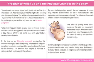 Pregnancy Week 24 and the Physical Changes in the Baby

Your uterus is now on top of your belly button and is of the size   By now, the baby weighs about 2 lbs and measures 14 inches
of a soccer ball. As a result, you will be having trouble bending   long. The skin is still wrinkled and will be normal once the fat is
and sitting comfortably. You will be gaining more weight which      deposited and the muscles are formed. The little ones fingernails
 is just normal in all the mothers-to-be. You will also observe a   and the ears are now completely developed.
lot of changes in your and the bay when you are 24 weeks
pregnant.
                                                                                                The baby is gaining more bone
                                                                                                mass and the rapid eye movement
Take small frequent meals as your baby is in need of more
                                                                                                has already begun. And as the baby
nutrients now. It is suggested that you have six small meals
                                                                                                is growing in size, the space inside
a day instead of three so as to cope with your baby’s
                                                                                                the uterus is filled up and becomes
developmental needs.
                                                                                                more crowded.

By the time you are 24 weeks pregnant, you can feel the
movements of your baby completely. The need for frequent
                                                                    Continue doing moderate exercises to fell better throughout the
urination, heartburn, anxiety and the growing discomfort lead
                                                                    pregnancy and to have more stamina during labor. And be sure
to loss of sleep. The amniotic fluid begins to increase in
                                                                    that your diet is adequate as pregnancy is more complicated in
volume and will continue until the delivery.
                                                                    undernourished women.
 