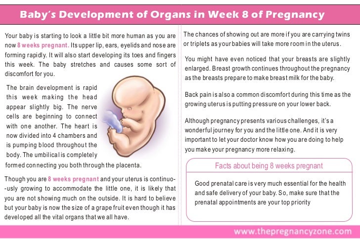 Pregnancy Week By Week Guide Pregnancy Week By Week Guide