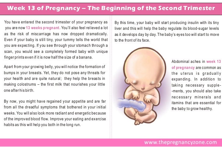 Pregnancy Week By Week Guide Pregnancy Week By Week Guide