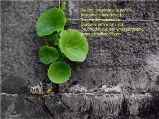 Se che aseguran que perdín,
proclama o meu triunfo.
Se che din que morrín,
búscame entre os vivos.
Se che din que son unha pantasma,
palpa as miñas chagas.
 