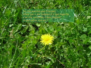 Se che suxiren que fracasei,Se che suxiren que fracasei,
dilles que o ser humano é o que importa.dilles que o ser humano é o que importa.
e se che reclaman o meu cadáver,e se che reclaman o meu cadáver,
di que estou vivo en ti.di que estou vivo en ti.
 