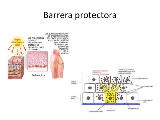 Como distinguir neyrodermit del hongo