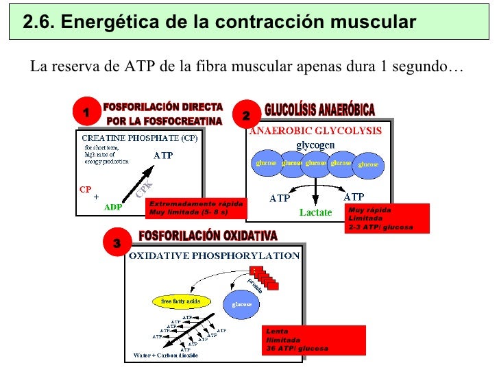 Pregunta número 2(Contracción Muscular) Biología Seminario