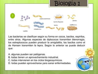 Biología 1

   7




Las bacterias se clasifican según su forma en cocos, bacilos, espirilos,
entre otros. Algunas especies de diplococos transmiten blenorragia,
los estreptococos pueden producir la amigdalitis, los bacilos como el
de Hansen transmiten la lepra. Según lo anterior se puede deducir
que:

A. algunas pueden ser patógenas.
B. todas tienen un aprovechamiento industrial.
C. todas intervienen en los ciclos biogeoquímicos.
D. todas pueden aprovecharse para sanar enfermedades.
 