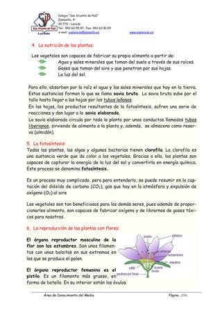 Colegio “San Vicente de Paúl”
Zamanillo, 4
39.770 – Laredo
Tel.: 942.60.55.47- Fax: 942.62.81.09
e-mail: svplaredo@planalfa.es www.svplaredo.es
Área de Conocimiento del Medio. Página ../10/..
4. La nutrición de las plantas:
Los vegetales son capaces de fabricar su propio alimento a partir de:
Agua y sales minerales que toman del suelo a través de sus raíces.
Gases que toman del aire y que penetran por sus hojas.
La luz del sol.
Para ello, absorben por la raíz el agua y las sales minerales que hay en la tierra.
Estas sustancias forman lo que se llama savia bruta. La savia bruta sube por el
tallo hasta llegar a las hojas por los tubos leñosos.
En las hojas, los productos resultantes de la fotosíntesis, sufren una serie de
reacciones y dan lugar a la savia elaborada.
La savia elaborada circula por toda la planta por unos conductos llamados tubos
liberianos, sirviendo de alimento a la planta y, además, se almacena como reser-
va (almidón).
5. La fotosíntesis:
Todas las plantas, las algas y algunas bacterias tienen clorofila. La clorofila es
una sustancia verde que da color a los vegetales. Gracias a ella, las plantas son
capaces de capturar la energía de la luz del sol y convertirla en energía química.
Este proceso se denomina fotosíntesis.
Es un proceso muy complicado, pero para entenderlo, se puede resumir en la cap-
tación del dióxido de carbono (CO2), gas que hay en la atmósfera y expulsión de
oxígeno (O2) al aire
Los vegetales son tan beneficiosos para los demás seres, pues además de propor-
cionarles alimento, son capaces de fabricar oxígeno y de librarnos de gases tóxi-
cos para nosotros.
6. La reproducción de las plantas con flores:
El órgano reproductor masculino de la
flor son los estambres. Son unos filamen-
tos con unas bolsitas en sus extremos en
las que se produce el polen.
El órgano reproductor femenino es el
pistilo. Es un filamento más grueso, en
forma de botella. En su interior están los óvulos.
 