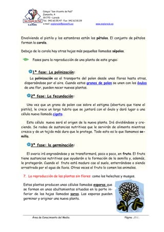 Colegio “San Vicente de Paúl”
Zamanillo, 4
39.770 – Laredo
Tel.: 942.60.55.47- Fax: 942.62.81.09
e-mail: svplaredo@planalfa.es www.svplaredo.es
Área de Conocimiento del Medio. Página ../11/..
Envolviendo el pistilo y los estambres están los pétalos. El conjunto de pétalos
forman la corola.
Debajo de la corola hay otras hojas más pequeñas llamadas sépalos.
Fases para la reproducción de una planta de este grupo:
1ª fase: La polinización:
La polinización es el transporte del polen desde unas flores hasta otras,
dispersándose por el aire. Cuando estos granos de polen se unen con los óvulos
de una flor, pueden nacer nuevas plantas.
2ª fase: La fecundación:
Una vez que un grano de polen cae sobre el estigma (abertura que tiene el
pistilo), le crece un largo tubito que se juntará con el óvulo y dará lugar a una
célula nueva llamada cigoto.
Esta célula nueva será el origen de la nueva planta. Irá dividiéndose y cre-
ciendo. Se rodea de sustancias nutritivas que le servirán de alimento mientras
crezca y de un tejido más duro que le protege. Todo esto es lo que llamamos se-
milla.
3ª fase: la germinación:
El ovario irá engrosándose y se transformará, poco a poco, en fruto. El fruto
tiene sustancias nutritivas que ayudarán a la formación de la semilla y, además,
le protegerán. Cuando el fruto está maduro cae al suelo, enterrándose o siendo
arrastrado por el agua de lluvia. Otras veces el fruto lo comen los animales.
7. La reproducción de las plantas sin flores: como los helechos y musgos.
Estas plantas producen unas células llamadas esporas que
se forman en unos abultamientos situados en la parte in-
ferior de las hojas llamados soros. Las esporas pueden
germinar y originar una nueva planta.
 