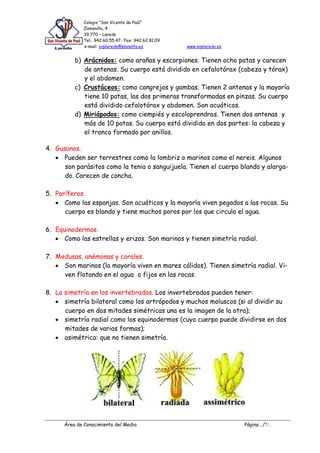 Colegio “San Vicente de Paúl”
Zamanillo, 4
39.770 – Laredo
Tel.: 942.60.55.47- Fax: 942.62.81.09
e-mail: svplaredo@planalfa.es www.svplaredo.es
Área de Conocimiento del Medio. Página ../7/..
b) Arácnidos: como arañas y escorpiones. Tienen ocho patas y carecen
de antenas. Su cuerpo está dividido en cefalotórax (cabeza y tórax)
y el abdomen.
c) Crustáceos: como cangrejos y gambas. Tienen 2 antenas y la mayoría
tiene 10 patas, las dos primeras transformadas en pinzas. Su cuerpo
está dividido cefalotórax y abdomen. Son acuáticos.
d) Miriápodos: como ciempiés y escoloprendras. Tienen dos antenas y
más de 10 patas. Su cuerpo está dividido en dos partes: la cabeza y
el tronco formado por anillos.
4. Gusanos.
Pueden ser terrestres como la lombriz o marinos como el nereis. Algunos
son parásitos como la tenia o sanguijuela. Tienen el cuerpo blando y alarga-
do. Carecen de concha.
5. Poríferos.
Como las esponjas. Son acuáticos y la mayoría viven pegados a las rocas. Su
cuerpo es blando y tiene muchos poros por los que circula el agua.
6. Equinodermos.
Como las estrellas y erizos. Son marinos y tienen simetría radial.
7. Medusas, anémonas y corales.
Son marinos (la mayoría viven en mares cálidos). Tienen simetría radial. Vi-
ven flotando en el agua o fijos en las rocas.
8. La simetría en los invertebrados. Los invertebrados pueden tener:
simetría bilateral como los artrópodos y muchos moluscos (si al dividir su
cuerpo en dos mitades simétricas una es la imagen de la otra);
simetría radial como los equinodermos (cuyo cuerpo puede dividirse en dos
mitades de varias formas);
asimétrica: que no tienen simetría.
 