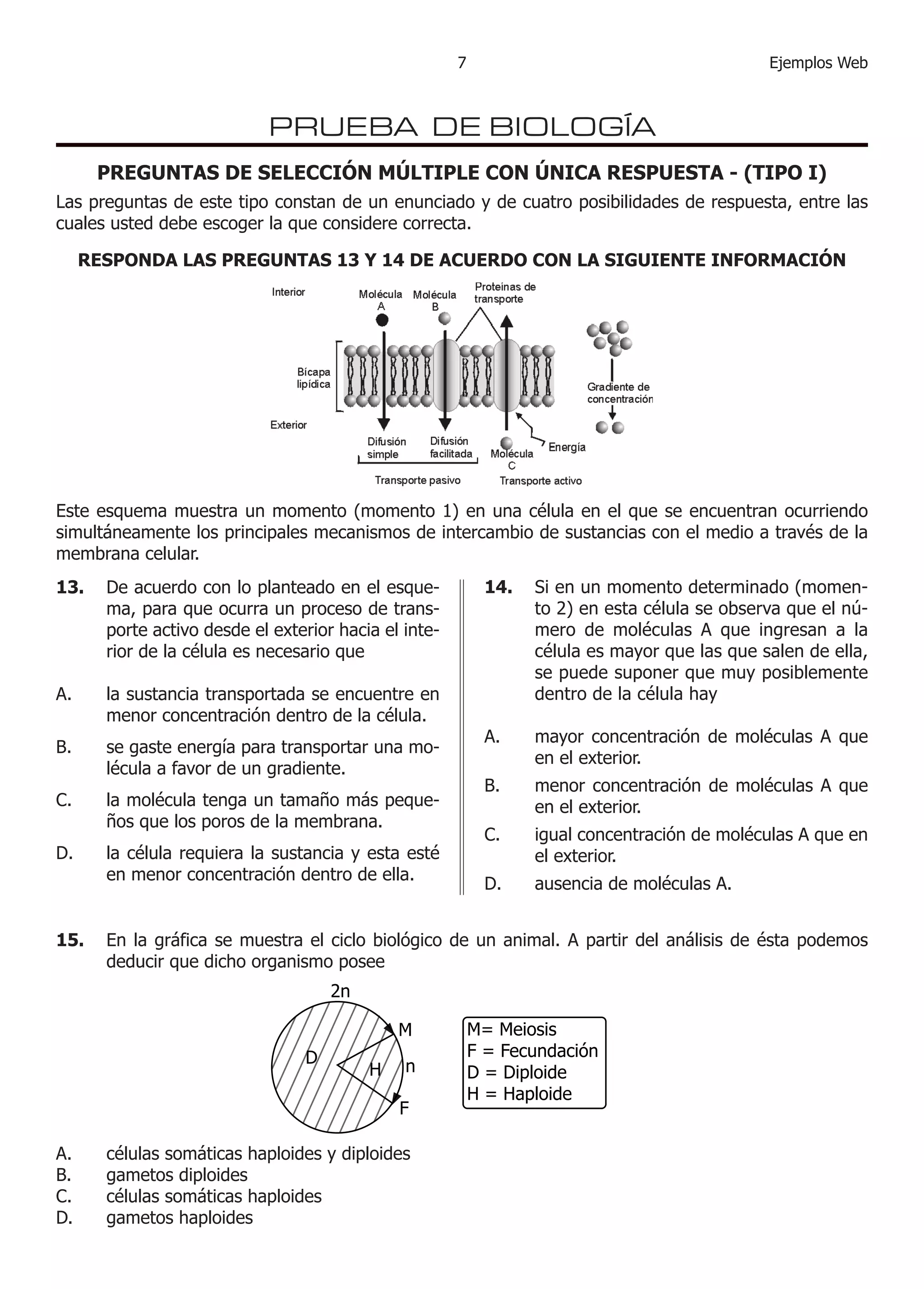 Ejemplos Web



                           PRUEBA DE BIOLOGÍA
      PREGUNTAS DE SELECCIÓN MÚLTIPLE CON ÚNICA RESPUESTA - (TIPO I)
Las preguntas de este tipo constan de un enunciado y de cuatro posibilidades de respuesta, entre las
cuales usted debe escoger la que considere correcta.

     RESPONDA LAS PREGUNTAS 13 Y 14 DE ACUERDO CON LA SIGUIENTE INFORMACIÓN




					




Este esquema muestra un momento (momento 1) en una célula en el que se encuentran ocurriendo
simultáneamente los principales mecanismos de intercambio de sustancias con el medio a través de la
membrana celular.
13.	 De acuerdo con lo planteado en el esque-             14.	 Si en un momento determinado (momen-
     ma, para que ocurra un proceso de trans-                  to 2) en esta célula se observa que el nú-
     porte activo desde el exterior hacia el inte-             mero de moléculas A que ingresan a la
     rior de la célula es necesario que                        célula es mayor que las que salen de ella,
                                                               se puede suponer que muy posiblemente
A.     la sustancia transportada se encuentre en               dentro de la célula hay
       menor concentración dentro de la célula.           	
                                                          A.   mayor concentración de moléculas A que
B.     se gaste energía para transportar una mo-
                                                               en el exterior.
       lécula a favor de un gradiente.
                                                          B.    menor concentración de moléculas A que
C.     la molécula tenga un tamaño más peque-                   en el exterior.
       ños que los poros de la membrana.
                                                          C.    igual concentración de moléculas A que en
D.     la célula requiera la sustancia y esta esté              el exterior.
       en menor concentración dentro de ella.
                                                          D.    ausencia de moléculas A.


15.	 En la gráfica se muestra el ciclo biológico de un animal. A partir del análisis de ésta podemos
     deducir que dicho organismo posee
                                    2n

                                             M           M= Meiosis
                                D                        F = Fecundación
                                         H   n           D = Diploide
                                                         H = Haploide
                                             F

A.	    células somáticas haploides y diploides						
B.	    gametos diploides								
C.	    células somáticas haploides							
D.	    gametos haploides
 