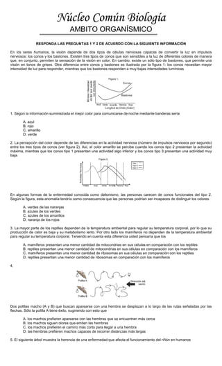 Núcleo Común Biología
AMBITO ORGANÍSMICO
RESPONDA LAS PREGUNTAS 1 Y 2 DE ACUERDO CON LA SIGUIENTE INFORMACIÓN
En los seres humanos, la visión depende de dos tipos de células nerviosas capaces de convertir la luz en impulsos
nerviosos: los conos y los bastones. Existen tres tipos de conos que son sensibles a la luz de diferentes colores de manera
que, en conjunto, permiten la sensación de la visión en color. En cambio, existe un sólo tipo de bastones, que permite una
visión en tonos de grises. Otra diferencia entre conos y bastones es ilustrada por la figura 1: los conos necesitan mayor
intensidad de luz para responder, mientras que los bastones responden a muy bajas intensidades lumínicas
1. Según la información suministrada el mejor color para comunicarse de noche mediante banderas sería
A. azul
B. rojo
C. amarillo
D. verde
2. La percepción del color depende de las diferencias en la actividad nerviosa (número de impulsos nerviosos por segundo)
entre los tres tipos de conos (ver figura 2). Así, el color amarillo se percibe cuando los conos tipo 2 presentan la actividad
máxima, mientras que los conos tipo 1 presentan una actividad algo inferior y los conos tipo 3 presentan una actividad muy
baja.
En algunas formas de la enfermedad conocida como daltonismo, las personas carecen de conos funcionales del tipo 2.
Según la figura, esta anomalía tendría como consecuencia que las personas podrían ser incapaces de distinguir los colores
A. verdes de las naranjas
B. azules de los verdes
C. azules de los amarillos
D. naranja de los rojos
3. La mayor parte de los reptiles dependen de la temperatura ambiental para regular su temperatura corporal, por lo que su
producción de calor es baja y su metabolismo lento. Por otro lado los mamíferos no dependen de la temperatura ambiental
para regular su temperatura corporal. Teniendo en cuenta esta diferencia usted pensaría que los
A. mamíferos presentan una menor cantidad de mitocondrias en sus células en comparación con los reptiles
B. reptiles presentan una menor cantidad de mitocondrias en sus células en comparación con los mamíferos
C. mamíferos presentan una menor cantidad de ribosomas en sus células en comparación con los reptiles
D. reptiles presentan una menor cantidad de ribosomas en comparación con los mamíferos
4.
Dos polillas macho (A y B) que buscan aparearse con una hembra se desplazan a lo largo de las rutas señaladas por las
flechas. Sólo la polilla A tiene éxito, sugiriendo con esto que
A. los machos prefieren aparearse con las hembras que se encuentran más cerca
B. los machos siguen olores que emiten las hembras
C. los machos prefieren el camino más corto para llegar a una hembra
D. las hembras prefieren machos capaces de recorrer distancias más largas
5. El siguiente árbol muestra la herencia de una enfermedad que afecta el funcionamiento del riñón en humanos
 