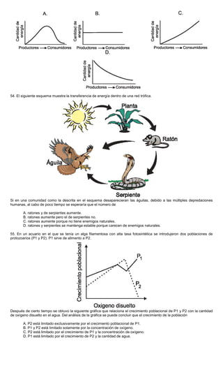 54. El siguiente esquema muestra la transferencia de energía dentro de una red trófica.
Si en una comunidad como la descrita en el esquema desaparecieran las águilas, debido a las múltiples depredaciones
humanas, al cabo de poco tiempo se esperaría que el número de
A. ratones y de serpientes aumente.
B. ratones aumente pero el de serpientes no.
C. ratones aumente porque no tiene enemigos naturales.
D. ratones y serpientes se mantenga estable porque carecen de enemigos naturales.
55. En un acuario en el que se tenía un alga filamentosa con alta tasa fotosintética se introdujeron dos poblaciones de
protozoarios (P1 y P2). P1 sirve de alimento a P2.
Después de cierto tiempo se obtuvo la siguiente gráfica que relaciona el crecimiento poblacional de P1 y P2 con la cantidad
de oxígeno disuelto en el agua. Del análisis de la gráfica se puede concluir que el crecimiento de la población
A. P2 está limitado exclusivamente por el crecimiento poblacional de P1.
B. P1 y P2 está limitado solamente por la concentración de oxígeno.
C. P2 está limitado por el crecimiento de P1 y la concentración de oxígeno.
D. P1 está limitado por el crecimiento de P2 y la cantidad de agua.
 