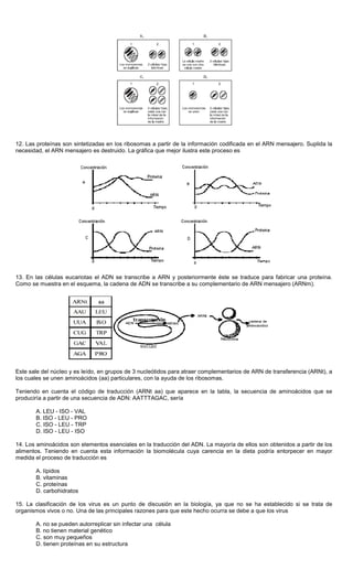 12. Las proteínas son sintetizadas en los ribosomas a partir de la información codificada en el ARN mensajero. Suplida la
necesidad, el ARN mensajero es destruido. La gráfica que mejor ilustra este proceso es
13. En las células eucariotas el ADN se transcribe a ARN y posteriormente éste se traduce para fabricar una proteína.
Como se muestra en el esquema, la cadena de ADN se transcribe a su complementario de ARN mensajero (ARNm).
Este sale del núcleo y es leído, en grupos de 3 nucleótidos para atraer complementarios de ARN de transferencia (ARNt), a
los cuales se unen aminoácidos (aa) particulares, con la ayuda de los ribosomas.
Teniendo en cuenta el código de traducción (ARNt aa) que aparece en la tabla, la secuencia de aminoácidos que se
produciría a partir de una secuencia de ADN: AATTTAGAC, sería
A. LEU - ISO - VAL
B. ISO - LEU - PRO
C. ISO - LEU - TRP
D. ISO - LEU - ISO
14. Los aminoácidos son elementos esenciales en la traducción del ADN. La mayoría de ellos son obtenidos a partir de los
alimentos. Teniendo en cuenta esta información la biomolécula cuya carencia en la dieta podría entorpecer en mayor
medida el proceso de traducción es
A. lípidos
B. vitaminas
C. proteínas
D. carbohidratos
15. La clasificación de los virus es un punto de discusión en la biología, ya que no se ha establecido si se trata de
organismos vivos o no. Una de las principales razones para que este hecho ocurra se debe a que los virus
A. no se pueden autorreplicar sin infectar una célula
B. no tienen material genético
C. son muy pequeños
D. tienen proteínas en su estructura
 