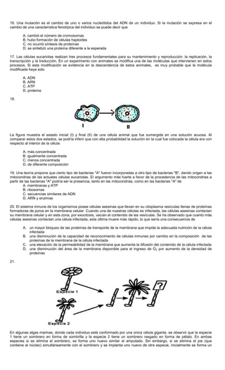 16. Una mutación es el cambio de uno o varios nucleótidos del ADN de un individuo. Si la mutación se expresa en el
cambio de una característica fenotípica del individuo se puede decir que
A. cambió el número de cromosomas
B. hubo formación de células haploides
C. no ocurrió síntesis de proteínas
D. se sintetizó una proteína diferente a la esperada
17. Las células eucariotas realizan tres procesos fundamentales para su mantenimiento y reproducción: la replicación, la
transcripción y la traducción. En un experimento con animales se modifica una de las moléculas que intervienen en estos
procesos. Si esta modificación se evidencia en la descendencia de estos animales, es muy probable que la molécula
modificada haya sido
A. ADN
B. ARN
C. ATP
D. proteína
18.
La figura muestra el estado inicial (I) y final (II) de una célula animal que fue sumergida en una solución acuosa. Al
comparar estos dos estados, se podría inferir que con alta probabilidad la solución en la cual fue colocada la célula era con
respecto al interior de la célula
A. más concentrada
B. igualmente concentrada
C. menos concentrada
D. de diferente composición
19. Una teoría propone que cierto tipo de bacterias "A" fueron incorporadas a otro tipo de bacterias "B", dando origen a las
mitocondrias de las actuales células eucariotas. El argumento más fuerte a favor de la procedencia de las mitocondrias a
partir de las bacterias "A" podría ser la presencia, tanto en las mitocondrias, como en las bacterias "A" de
A. membranas y ATP
B. ribosomas
C. secuencias similares de ADN
D. ARN y enzimas
20. El sistema inmune de los organismos posee células asesinas que llevan en su citoplasma vesículas llenas de proteínas
formadoras de poros en la membrana celular. Cuando una de nuestras células es infectada, las células asesinas contactan
su membrana celular y en esta zona, por exocitosis, vacían el contenido de las vesículas. Se ha observado que cuanto más
células asesinas contactan una célula infectada, esta última muere más rápido, lo que sería una consecuencia de
A. un mayor bloqueo de las proteínas de transporte de la membrana que impide la adecuada nutrición de la célula
infectada
B. una disminución de la capacidad de reconocimiento de células inmunes por cambio en la composición de las
proteínas de la membrana de la célula infectada
C. una elevación de la permeabilidad de la membrana que aumenta la difusión del contenido de la célula infectada
D. una disminución del área de la membrana disponible para el ingreso de O2 por aumento de la densidad de
proteínas
21.
En algunas algas marinas, donde cada individuo está conformado por una única célula gigante, se observó que la especie
1 tiene un sombrero en forma de sombrilla y la especie 2 tiene un sombrero rasgado en forma de pétalo. En ambas
especies si se elimina el sombrero, se forma uno nuevo similar al amputado. Sin embargo, si se elimina el pie (que
contiene el núcleo) simultáneamente con el sombrero y se implanta uno nuevo de otra especie, inicialmente se forma un
 