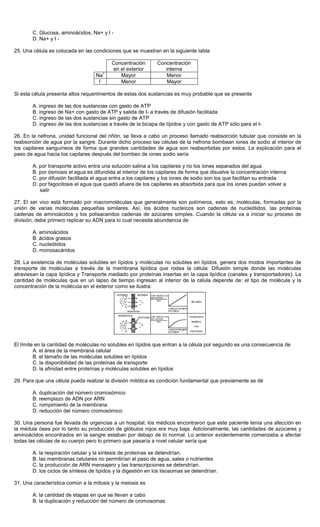 C. Glucosa, aminoácidos, Na+ y I -
D. Na+ y I -
25. Una célula es colocada en las condiciones que se muestran en la siguiente tabla
Concentración
en el exterior
Concentración
interna
Na
+
Mayor Menor
l
-
Menor Mayor
Si esta célula presenta altos requerimientos de estas dos sustancias es muy probable que se presente
A. ingreso de las dos sustancias con gasto de ATP
B. ingreso de Na+ con gasto de ATP y salida de I- a través de difusión facilitada
C. ingreso de las dos sustancias sin gasto de ATP
D. ingreso de las dos sustancias a través de la bicapa de lípidos y con gasto de ATP sólo para el I-
26. En la nefrona, unidad funcional del riñón, se lleva a cabo un proceso llamado reabsorción tubular que consiste en la
reabsorción de agua por la sangre. Durante dicho proceso las células de la nefrona bombean iones de sodio al interior de
los capilares sanguíneos de forma que grandes cantidades de agua son reabsorbidas por estos. La explicación para el
paso de agua hacia los capilares después del bombeo de iones sodio sería
A. por transporte activo entra una solución salina a los capilares y no los iones separados del agua
B. por ósmosis el agua es difundida al interior de los capilares de forma que disuelve la concentración interna
C. por difusión facilitada el agua entra a los capilares y los iones de sodio son los que facilitan su entrada
D. por fagocitosis el agua que quedó afuera de los capilares es absorbida para que los iones puedan volver a
salir
27. El ser vivo está formado por macromoléculas que generalmente son polímeros, esto es, moléculas, formadas por la
unión de varias moléculas pequeñas similares. Así, los ácidos nucleícos son cadenas de nucleótidos, las proteínas
cadenas de aminoácidos y los polisacaridos cadenas de azúcares simples. Cuando la célula va a iniciar su proceso de
división, debe primero replicar su ADN para lo cual necesita abundancia de
A. aminoácidos
B. ácidos grasos
C. nucleótidos
D. monosacáridos
28. La existencia de moléculas solubles en lípidos y moléculas no solubles en lípidos, genera dos modos importantes de
transporte de moléculas a través de la membrana lipídica que rodea la célula: Difusión simple donde las moléculas
atraviesan la capa lipídica y Transporte mediado por proteínas insertas en la capa lipídica (canales y transportadores). La
cantidad de moléculas que en un lapso de tiempo ingresan al interior de la célula depende de: el tipo de molécula y la
concentración de la molécula en el exterior como se ilustra:
El límite en la cantidad de moléculas no solubles en lípidos que entran a la célula por segundo es una consecuencia de
A. el área de la membrana celular
B. el tamaño de las moléculas solubles en lípidos
C. la disponibilidad de las proteínas de transporte
D. la afinidad entre proteínas y moléculas solubles en lípidos
29. Para que una célula pueda realizar la división mitótica es condición fundamental que previamente se dé
A. duplicación del número cromosómico
B. reemplazo de ADN por ARN
C. rompimiento de la membrana
D. reducción del número cromosómico
30. Una persona fue llevada de urgencias a un hospital; los médicos encontraron que este paciente tenía una afección en
la médula ósea por lo tanto su producción de glóbulos rojos era muy baja. Adicionalmente, las cantidades de azúcares y
aminoácidos encontrados en la sangre estaban por debajo de lo normal. Lo anterior evidentemente comenzaba a afectar
todas las células de su cuerpo pero lo primero que pasaría a nivel celular sería que
A. la respiración celular y la síntesis de proteínas se detendrían.
B. las membranas celulares no permitirían el paso de agua, sales o nutrientes
C. la producción de ARN mensajero y las transcripciones se detendrían.
D. los ciclos de síntesis de lípidos y la digestión en los lisosomas se detendrían.
31. Una característica común a la mitosis y la meiosis es
A. la cantidad de etapas en que se llevan a cabo
B. la duplicación y reducción del número de cromosomas
 
