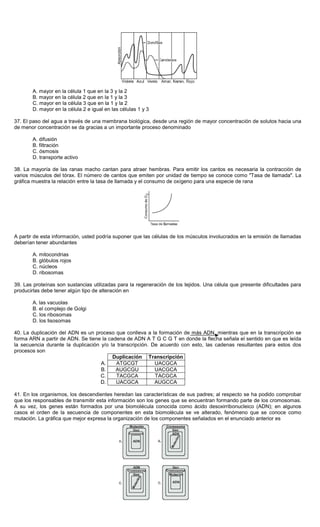 A. mayor en la célula 1 que en la 3 y la 2
B. mayor en la célula 2 que en la 1 y la 3
C. mayor en la célula 3 que en la 1 y la 2
D. mayor en la célula 2 e igual en las células 1 y 3
37. El paso del agua a través de una membrana biológica, desde una región de mayor concentración de solutos hacia una
de menor concentración se da gracias a un importante proceso denominado
A. difusión
B. filtración
C. ósmosis
D. transporte activo
38. La mayoría de las ranas macho cantan para atraer hembras. Para emitir los cantos es necesaria la contracción de
varios músculos del tórax. El número de cantos que emiten por unidad de tiempo se conoce como "Tasa de llamada". La
gráfica muestra la relación entre la tasa de llamada y el consumo de oxígeno para una especie de rana
A partir de esta información, usted podría suponer que las células de los músculos involucrados en la emisión de llamadas
deberían tener abundantes
A. mitocondrias
B. glóbulos rojos
C. núcleos
D. ribosomas
39. Las proteínas son sustancias utilizadas para la regeneración de los tejidos. Una célula que presente dificultades para
producirlas debe tener algún tipo de alteración en
A. las vacuolas
B. el complejo de Golgi
C. los ribosomas
D. los lisosomas
40. La duplicación del ADN es un proceso que conlleva a la formación de más ADN, mientras que en la transcripción se
forma ARN a partir de ADN. Se tiene la cadena de ADN A T G C G T en donde la flecha señala el sentido en que es leída
la secuencia durante la duplicación y/o la transcripción. De acuerdo con esto, las cadenas resultantes para estos dos
procesos son
Duplicación Transcripción
A. ATGCGT UACGCA
B. AUGCGU UACGCA
C. TACGCA TACGCA
D. UACGCA AUGCCA
41. En los organismos, los descendientes heredan las características de sus padres; al respecto se ha podido comprobar
que los responsables de transmitir esta información son los genes que se encuentran formando parte de los cromosomas.
A su vez, los genes están formados por una biomolécula conocida como ácido desoxirribonucleico (ADN); en algunos
casos el orden de la secuencia de componentes en esta biomolécula se ve alterado, fenómeno que se conoce como
mutación. La gráfica que mejor expresa la organización de los componentes señalados en el enunciado anterior es
 