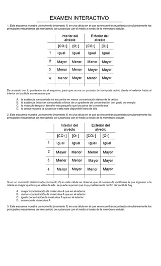 EXAMEN INTERACTIVO
1: Este esquema muestra un momento (momento 1) en una célula en el que se encuentran ocurriendo simultáneamente los
principales mecanismos de intercambio de sustancias con el medio a través de la membrana celular.
De acuerdo con lo planteado en el esquema, para que ocurra un proceso de transporte activo desde el exterior hacia el
interior de la célula es necesario que
A. la sustancia transportada se encuentre en menor concentración dentro de la célula
B. la sustancia deba ser transportada a favor de un gradiente de concentración con gasto de energía
C. la molécula tenga un tamaño mas pequeño que los poros de la membrana
D. la célula requiera la sustancia y esta este disponible fuera de ella
2. Este esquema muestra un momento (momento 1) en una célula en el que se encuentran ocurriendo simultáneamente los
principales mecanismos de intercambio de sustancias con el medio a través de la membrana celular.
Si en un momento determinado (momento 2) en esta célula se observa que el numero de moléculas A que ingresan a la
célula es mayor que las que salen de ella, se puede suponer que muy posiblemente dentro de la célula hay
A. mayor concentración de moléculas A que en el exterior
B. menor concentración de moléculas A que en el exterior
C. igual concentración de moléculas A que en el exterior
D. ausencia de moléculas A
3. Este esquema muestra un momento (momento 1) en una célula en el que se encuentran ocurriendo simultáneamente los
principales mecanismos de intercambio de sustancias con el medio a través de la membrana celular.
 