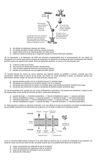 A. las células se reproducen siempre por mitosis
B. las células animales cumplen todas las mismas funciones
C. existen diferencias en el material genético de cada núcleo
D. todas las células somáticas de un organismo poseen la misma información genética
18. La trascripción y la replicación del ADN son procesos fundamentales para el funcionamiento de una célula. La
trascripción es el primer paso hacia la síntesis de proteínas y la replicación es fundamental para la duplicación del material
genético previa a la reproducción celular. Entre las siguientes opciones, es común a los dos procesos que
A. se llevan a cabo en el núcleo
B. solo ocurren en células que se están reproduciendo
C. usan el mismo equipo de enzimas y el proceso es idéntico
D. resultan en la producción de una cadena de ADN copiado
19. Durante épocas de verano es común observar que algunas plantas se debilitan y mueren, mientras que otras
permanecen verdes hasta el retorno de las lluvias. Así mismo, en zonas desérticas o áridas, se observan plantas que
permanecen siempre verdes. De acuerdo con esto podemos suponer que
A. algunas plantas pueden vivir en el desierto porque no necesitan agua
B. las plantas que sobreviven en el verano pueden vivir en un desierto
C. las plantas que sobreviven al verano no necesitan agua y las plantas de desierto necesitan poco agua
D. las plantas que sobreviven al verano y las plantas de desierto pueden almacenar agua
20. De las siguientes vías, aquella que con mayor probabilidad le permitiría a una proteína de membrana ir desde su sitio
de síntesis hasta el sitio donde es funcional (es decir, donde será utilizada) es
A. aparato de Golgi ---> membrana plasmática ---> retículo endoplásmico rugoso ---> vesícula secretora
B. retículo endoplásmico rugoso ---> vesícula secretora ---> aparato de Golgi ---> membrana plasmática
C. membrana plasmática ---> retículo endoplásmico rugoso ---> aparato de Golgi ---> vesícula secretora
D. retículo endoplásmico rugoso ---> aparato de Golgi ---> vesícula secretora ---> membrana plasmática
21. Este esquema muestra un momento (momento 1) en una célula en el que se encuentran ocurriendo simultáneamente
los principales mecanismos de intercambio de sustancias con el medio a través de la membrana celular.
Si en un momento determinado (momento 2) en esta célula se observa que el numero de moléculas A que ingresan a la
célula es mayor que las que salen de ella, se puede suponer que muy posiblemente dentro de la célula hay
A. mayor concentración de moléculas A que en el exterior
B. menor concentración de moléculas A que en el exterior
C. igual concentración de moléculas A que en el exterior
D. ausencia de moléculas A
 