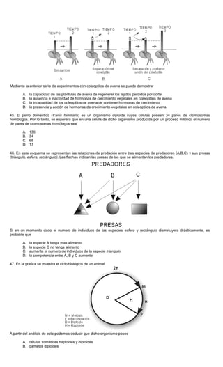 Mediante la anterior serie de experimentos con coleoptilos de avena se puede demostrar
A. la capacidad de las plántulas de avena de regenerar los tejidos perdidos por corte
B. la ausencia e inactividad de hormonas de crecimiento vegetales en coleoptilos de avena
C. la incapacidad de los coleoptilos de avena de contener hormonas de crecimiento
D. la presencia y acción de hormonas de crecimiento vegetales en coleoptilos de avena
45. El perro domestico (Canis familiaris) es un organismo diploide cuyas células poseen 34 pares de cromosomas
homólogos. Por lo tanto, se esperara que en una célula de dicho organismo producida por un proceso mitótico el numero
de pares de cromosomas homólogos sea
A. 136
B. 34
C. 68
D. 17
46. En este esquema se representan las relaciones de predación entre tres especies de predadores (A,B,C) y sus presas
(triangulo, esfera, rectángulo). Las flechas indican las presas de las que se alimentan los predadores.
Si en un momento dado el numero de individuos de las especies esfera y rectángulo disminuyera drásticamente, es
probable que
A. la especie A tenga mas alimento
B. la especie C no tenga alimento
C. aumente el numero de individuos de la especie triangulo
D. la competencia entre A, B y C aumente
47. En la grafica se muestra el ciclo biológico de un animal.
A partir del análisis de esta podemos deducir que dicho organismo posee
A. células somáticas haploides y diploides
B. gametos diploides
 