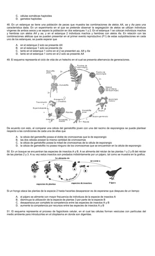 C. células somáticas haploides
D. gametos haploides
48. En un estanque se tiene una población de peces que muestra las combinaciones de alelos AA, aa y Aa para una
característica dada. En un experimento en el que se pretende observar la segregación de alelos se utilizan individuos
vírgenes de ambos sexos y se separa la población en dos estanques 1 y 2. En el estanque 1 se colocan individuos machos
y hembras con alelos AA y aa, y en el estanque 2 individuos machos y hembras con alelos Aa. En relación con las
combinaciones alélicas que se pueden presentar en el primer evento reproductivo (F1) de estas subpoblaciones en cada
uno de los estanques, se puede esperar que
A. en el estanque 2 solo se presente AA
B. en el estanque 1 solo se presente Aa
C. tanto en el estanque 1 como en el 2 se presenten aa, AA y Aa
D. tanto en el estanque 1 como en el 2 solo se presente AA
49. El esquema representa el ciclo de vida de un helecho en el cual se presenta alternancia de generaciones.
De acuerdo con esto, al comparar una célula del gemetofito joven con una del racimo de esporangios se puede plantear
respecto a las condiciones de cada una de ellas que
A. la célula del gametofito posea el doble de cromosomas que la de esporangio
B. las dos células posean la misma cantidad de cromosomas
C. la célula de gametofito posea la mitad de cromosomas de la célula de esporangio
D. la célula de gametofito no posea ninguno de los cromosomas que se encuentran en la célula de esporangio
50. En un bosque se encuentran las especies de insectos A y B. A se alimenta del néctar de las plantas 1 y 2 y B del néctar
de las plantas 2 y 3. A su vez estos insectos son predados indistintamente por un pájaro, tal como se muestra en la grafica.
Si un hongo ataca las plantas de la especie 2 hasta hacerlas desaparecer es de esperarse que despues de un tiempo
A. el pájaro se alimente con mayor frecuencia de individuos de la especie de insectos A
B. disminuya la utilización de la especie de plantas 3 por parte de la especie B
C. desaparezca por completo la competencia entre las especies de insectos A y B
D. aumente la competencia por recursos entre las especies de insectos A y B
51. El esquema representa el proceso de fagocitosis celular, en el cual las células forman vesículas con partículas del
medio ambiente para introducirlas en el citoplasma en donde son digeridas.
 