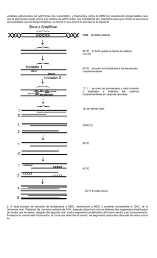 unidades estructurales del ADN libres (los nucleótidos), y fragmentos cortos de ADN (los iniciadores) indispensables para
que la polimerasa pueda unirse a la cadena de ADN molde. Los indicadores son diseñados para que rodeen la secuencia
de nucleótidos que se desea amplificar. La forma en que ocurre el proceso es la siguiente
2. A cada proceso de aumento de temperatura a 950C, disminución a 600C y aumento nuevamente a 720C, se le
denomina ciclo. Partiendo de una sola molécula de ADN, después del primer ciclo se obtienen dos segmentos amplificados
del sector que se desea, después del segundo ciclo cuatro segmentos amplificados del mismo sector y así sucesivamente.
Teniendo en cuenta esta información, la curva que describe el número de segmentos producidos después de varios ciclos
es
ADN de doble cadena
95 ºC El ADN queda en forma de cadena
sencilla
60 ºC se unen los iniciadores a las secuencias
complementarias
72 ºC se unen las polimerasas a cada iniciador
y empiezan a sintetizar las cadenas
complementarias en cadenas opuestas.
fin del primer ciclo.
CICLO 2
95 ºC
60 ºC
72 ºC Fin del ciclo 2.
 