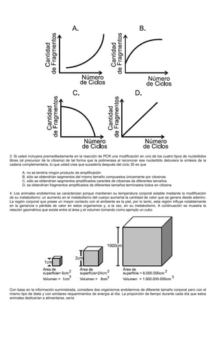 3. Si usted incluyera premeditadamente en la reacción de PCR una modificación en uno de los cuatro tipos de nucleótidos
libres (el precursor de la citosina) de tal forma que la polimerasa al reconocer ese nucleótido detuviera la síntesis de la
cadena complementaria, lo que usted cree que sucedería después del ciclo 30 es que
A. no se tendría ningún producto de amplificación
B. sólo se obtendrían segmentos del mismo tamaño compuestos únicamente por citosinas
C. sólo se obtendrían segmentos amplificados carentes de citosinas de diferentes tamaños
D. se obtendrían fragmentos amplificados de diferentes tamaños terminados todos en citosina
4. Los animales endotermos se caracterizan porque mantienen su temperatura corporal estable mediante la modificación
de su metabolismo: un aumento en el metabolismo del cuerpo aumenta la cantidad de calor que se genera desde adentro.
La región corporal que posee un mayor contacto con el ambiente es la piel, por lo tanto, esta región influye notablemente
en la ganancia o pérdida de calor en estos organismos y, a la vez, en su metabolismo. A continuación se muestra la
relación geométrica que existe entre el área y el volumen tomando como ejemplo un cubo
Con base en la información suministrada, considere dos organismos endotermos de diferente tamaño corporal pero con el
mismo tipo de dieta y con similares requerimientos de energía al día. La proporción de tiempo durante cada día que estos
animales dedicarían a alimentarse, sería
 