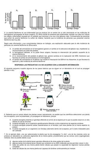 5. La anemia falciforme es una enfermedad que se produce por el cambio de un sólo aminoácido en las moléculas de
hemoglobina (encargadas de llevar oxígeno). En África donde se presenta esta enfermedad, también son altos los índices
de malaria, enfermedad causada por un parásito que reconoce y se une a los glóbulos rojos. Curiosamente las personas
que sufren de anemia falciforme no sufren de malaria, haciendo que la incidencia de personas que presentan anemia
falciforme sea muy alta.
Según esta información y sus conocimientos básicos en biología, una explicación adecuada para la alta incidencia de
personas con anemia falciforme en África sería.
A. el cambio del aminoácido en la hemoglobina genera un cambio en la estructura del glóbulo rojo, impidiendo su
reconocimiento por parte del parásito
B. la hemoglobina alterada, al no poder llevar oxígeno, favorece la intervención del parásito causante de la
anemia falciforme
C. el no reconocimiento del parásito al glóbulo rojo, genera cambios en la replicación del ARN, fenómeno que
favorece el cambio de aminoácidos en la hemoglobina
D. el cambio del aminoácido en el glóbulo rojo impide la trascripción de ADN en los ribosomas, lo que favorece la
aparición y alta incidencia de anemia falciforme
RESPONDA LAS PREGUNTAS 6 A 8 DE ACUERDO CON LA SIGUIENTE INFORMACIÓN
El siguiente esquema muestra algunos de los pasos básicos que se siguen en un laboratorio en el cual se propagan
plantas in vitro
6. Sabiendo que en campo abierto las plantas crecen naturalmente, es posible que los científicos seleccionen una planta
de una especie, como la presentada, y la propaguen en laboratorio, porque
A. la planta escogida presenta un genotipo diferente al común de la especie por lo que no puede crecer en un sitio
distinto al cual se encontró
B. la planta escogida, es un organismo genéticamente diferente a otros organismos de especies similares
C. la planta escogida presenta ciertas características en el fenotipo, que otras plantas de la misma especie no
poseen
D. la planta escogida es un organismo con fenotipo aberrante dentro de la especie, por lo tanto indeseable para
ser cultivada
7. En el ejemplo dado, una vez seleccionada la planta que ha de propagarse “in vitro”, una de las maneras como se
produce en laboratorio es cultivando segmentos de la misma planta, procedimiento que se conoce como organogénesis
indirecta. Esto es posible debido a que
A. algunas partes de la planta tienen genotipo diferente al de otras partes de la planta
B. algunas partes de la planta tienen células que contienen en su ADN moléculas que les permiten crecer in vitro
C. todas las partes de una misma planta tienen células que poseen la capacidad de regenerar nuevas plantas
completas
D. todas las células de una misma planta son capaces de dividirse continuamente por meiosis
 