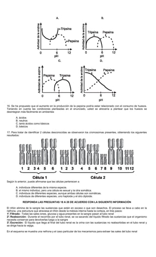16. Se ha propuesto que el aumento en la producción de la pepsina podría estar relacionado con el consumo de huesos.
Teniendo en cuenta las condiciones planteadas en el enunciado, usted se atrevería a plantear que los huesos se
desintegran más fácilmente en ambientes
A. ácidos
B. neutros
C. tanto ácidos como básicos
D. básicos
17. Para tratar de identificar 2 células desconocidas se observaron los cromosomas presentes, obteniendo los siguientes
resultados:
Según lo anterior, puede afirmarse que las células pertenecen a
A. individuos diferentes de la misma especie.
B. el mismo individuo, pero una célula es sexual y la otra somática.
C. individuos de diferentes especies, aunque ambas células son somáticas.
D. individuos de diferentes especies, uno haploide y el otro diploide.
RESPONDA LAS PREGUNTAS 18 A 20 DE ACUERDO CON LA SIGUIENTE INFORMACIÓN
El riñón elimina de la sangre las sustancias que están en exceso o que son desechos. El proceso se lleva a cabo en la
nefrona, una estructura que atraviesa el riñón desde la médula interna hasta la corteza, en tres pasos:
1°. Filtrado: Todas las sales iones, glucosa y agua presentes en la sangre pasan al tubo renal
2°. Reabsorción: Durante el recorrido por el tubo renal, se va sacando del líquido filtrado las sustancias que el organismo
necesita conservar para devolverlas luego a la sangre
3°. Excreción: El líquido que llega al final del tubo renal es la orina con las sustancias no reabsorbidas en el tubo renal y
se dirige hacia la vejiga.
En el esquema se muestra una nefrona y el caso particular de los mecanismos para extraer las sales del tubo renal
 