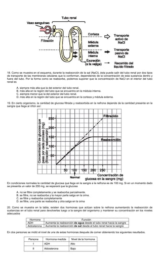 18. Como se muestra en el esquema, durante la reabsorción de la sal (NaCl), ésta puede salir del tubo renal por dos tipos
de transporte de las membranas celulares que lo conforman, dependiendo de la concentración de esta sustancia dentro y
fuera del tubo. Por la forma como se reabsorbe, podemos suponer que la concentración de NaCl en el interior del tubo
renal es
A. siempre más alta que la del exterior del tubo renal.
B. más alta en la región del tubo que se encuentra en la médula interna.
C. siempre menor que la del exterior del tubo renal.
D. más alta en la región del tubo que se encuentra en la corteza y médula externa.
19. En cierto organismo, la cantidad de glucosa filtrada y reabsorbida en la nefrona depende de la cantidad presente en la
sangre que llega al riñón así:
En condiciones normales la cantidad de glucosa que llega en la sangre a la nefrona es de 100 mg. Si en un momento dado
se presenta un valor de 200 mg, se esperará que la glucosa
A. no se filtre completamente y se reabsorba parcialmente.
B. se filtre, no se reabsorba y la mayor parte salga en la orina.
C. se filtre y reabsorba completamente
D. se filtre, una parte se reabsorba y otra salga en la orina
20. Como se muestra en la tabla, existen dos hormonas que actúan sobre la nefrona aumentando la reabsorción de
sustancias en el tubo renal para devolverlas luego a la sangre del organismo y mantener su concentración en los niveles
adecuados
Hormona Función
ADH Aumenta la reabsorción de agua desde el tubo renal hacia la sangre
Aidosterona Aumenta la reabsorción de sal desde el tubo renal hacia la sangre
En dos personas se midió el nivel de una de estas hormonas después de comer obteniendo los siguientes resultados.
Persona Hormona medida Nivel de la hormona
I ADH Alto
II Aldosterona Bajo
 