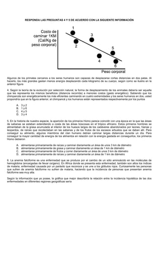 RESPONDA LAS PREGUNTAS 4 Y 5 DE ACUERDO CON LA SIGUIENTE INFORMACIÓN
Algunos de los primates cercanos a los seres humanos son capaces de desplazarse cortas distancias en dos patas. Al
hacerlo, los más grandes gastan menos energía desplazando cada kilogramo de su cuerpo, según como se ilustra en la
anterior figura
4. Según la teoría de la evolución por selección natural, la forma de desplazamiento de los animales debería ser aquella
que les representa los mismos beneficios (distancia recorrida) a menores costos (gasto energético). Sabiendo que los
chimpancés son energéticamente los más eficientes caminando en cuatro extremidades y los seres humanos en dos, usted
propondría que en la figura anterior, el chimpancé y los humanos están representados respectivamente por los puntos
A. 3 y 2
B. 1 y 6
C. 4 y 5
D. 3 y 4
5. En la historia de nuestra especie, la aparición de los primeros Homo parece coincidir con una época en la que las áreas
de sabanas se estaban extendiendo a costa de las áreas boscosas en el trópico africano. Estos primeros hombres se
alimentaban de la grasa acumulada al interior de los huesos largos de los cadáveres abandonados por leones, hienas y
leopardos, de raíces que recolectaban en las sabanas y de los frutos de los escasos arbustos que se daban allí. Para
conseguir su alimento, algunos miembros del clan humano debían caminar largas distancias durante un día. Para
conseguir la mayor cantidad de energía de los alimentos en relación con la energía gastada en conseguirlos, los primeros
Homo debieron
A. alimentarse primariamente de raíces y caminar diariamente un área de unos 3 km de diámetro
B. alimentarse primariamente de grasa y caminar diariamente un área de 1 km de diámetro
C. alimentarse primariamente de frutos y correr diariamente un área de unos 3 km de diámetro
D. alimentarse primariamente de raíces y caminar diariamente un área de 1 km de diámetro
6. La anemia falciforme es una enfermedad que se produce por el cambio de un sólo aminoácido en las moléculas de
hemoglobina (encargadas de llevar oxígeno). En África donde se presenta esta enfermedad, también son altos los índices
de malaria, enfermedad causada por un parásito que reconoce y se une a los glóbulos rojos. Curiosamente las personas
que sufren de anemia falciforme no sufren de malaria, haciendo que la incidencia de personas que presentan anemia
falciforme sea muy alta.
Según la información que ya posee, la gráfica que mejor describiría la relación entre la incidencia hipotética de las dos
enfermedades en diferentes regiones geográficas sería
 