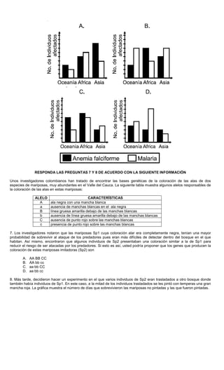 RESPONDA LAS PREGUNTAS 7 Y 8 DE ACUERDO CON LA SIGUIENTE INFORMACIÓN
Unos investigadores colombianos han tratado de encontrar las bases genéticas de la coloración de las alas de dos
especies de mariposas, muy abundantes en el Valle del Cauca. La siguiente tabla muestra algunos alelos responsables de
la coloración de las alas en estas mariposas:
ALELO CARACTERÍSTICAS
A ala negra con una mancha blanca
a ausencia de manchas blancas en el ala negra
B línea gruesa amarilla debajo de las manchas blancas
b ausencia de línea gruesa amarilla debajo de las manchas blancas
C ausencia de punto rojo sobre las manchas blancas
c presencia de punto rojo sobre las manchas blancas
7. Los investigadores notaron que las mariposas Sp1 cuya coloración alar era completamente negra, tenían una mayor
probabilidad de sobrevivir al ataque de los predadores pues eran más difíciles de detectar dentro del bosque en el que
habitan. Así mismo, encontraron que algunos individuos de Sp2 presentaban una coloración similar a la de Sp1 para
reducir el riesgo de ser atacadas por los predadores. Si esto es así, usted podría proponer que los genes que producen la
coloración de estas mariposas imitadoras (Sp2) son
A. AA BB CC
B. AA bb cc
C. aa bb CC
D. aa bb cc
8. Más tarde, decidieron hacer un experimento en el que varios individuos de Sp2 eran trasladados a otro bosque donde
también había individuos de Sp1. En este caso, a la mitad de los individuos trasladados se les pintó con temperas una gran
mancha roja. La gráfica muestra el número de días que sobrevivieron las mariposas no pintadas y las que fueron pintadas.
 