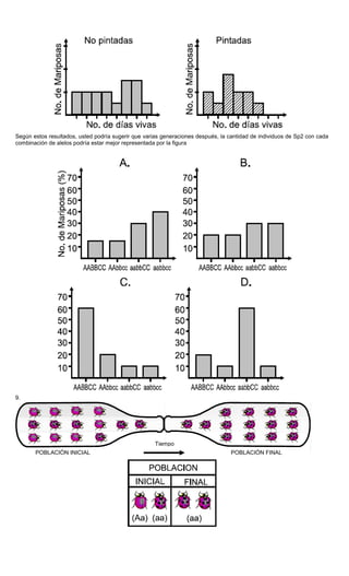 Según estos resultados, usted podría sugerir que varias generaciones después, la cantidad de individuos de Sp2 con cada
combinación de alelos podría estar mejor representada por la figura
9.
Tiempo
POBLACIÓN INICIAL POBLACIÓN FINAL
 