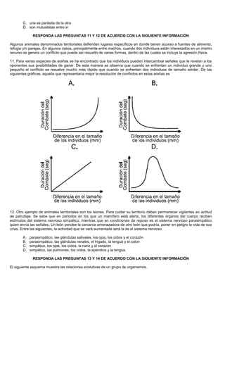 C. una es parásita de la otra
D. son mutualistas entre sí
RESPONDA LAS PREGUNTAS 11 Y 12 DE ACUERDO CON LA SIGUIENTE INFORMACIÓN
Algunos animales denominados territoriales defienden lugares específicos en donde tienen acceso a fuentes de alimento,
refugio y/o parejas. En algunos casos, principalmente entre machos, cuando dos individuos están interesados en un mismo
recurso se genera un conflicto que puede ser resuelto de varias formas, dentro de las cuales se incluye la agresión física.
11. Para varias especies de arañas se ha encontrado que los individuos pueden intercambiar señales que le revelan a los
oponentes sus posibilidades de ganar. De esta manera se observa que cuando se enfrentan un individuo grande y uno
pequeño el conflicto se resuelve mucho más rápido que cuando se enfrentan dos individuos de tamaño similar. De las
siguientes gráficas, aquella que representaría mejor la resolución de conflictos en estas arañas es
12. Otro ejemplo de animales territoriales son los leones. Para cuidar su territorio deben permanecer vigilantes en actitud
de patrullaje. Se sabe que en periodos en los que un mamífero está alerta, los diferentes órganos del cuerpo reciben
estímulos del sistema nervioso simpático; mientras que en condiciones de reposo es el sistema nervioso parasimpático
quien envía las señales. Un león percibe la cercanía amenazadora de otro león que podría, poner en peligro la vida de sus
crías. Entre las siguientes, la actividad que se verá aumentada será la de el sistema nervioso
A. parasimpático, las glándulas salivales, los ojos, los oídos y el corazón
B. parasimpático, las glándulas renales, el hígado, la lengua y el colon
C. simpático, los ojos, los oídos, la nariz y el corazón
D. simpático, los pulmones, los oídos, la apéndice y la lengua
RESPONDA LAS PREGUNTAS 13 Y 14 DE ACUERDO CON LA SIGUIENTE INFORMACIÓN
El siguiente esquema muestra las relaciones evolutivas de un grupo de organismos.
 