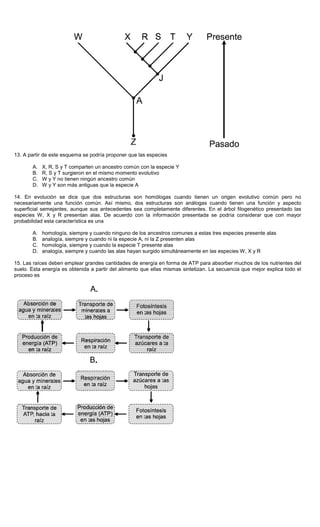13. A partir de este esquema se podría proponer que las especies
A. X, R, S y T comparten un ancestro común con la especie Y
B. R, S y T surgieron en el mismo momento evolutivo
C. W y Y no tienen ningún ancestro común
D. W y Y son más antiguas que la especie A
14. En evolución se dice que dos estructuras son homólogas cuando tienen un origen evolutivo común pero no
necesariamente una función común. Así mismo, dos estructuras son análogas cuando tienen una función y aspecto
superficial semejantes, aunque sus antecedentes sea completamente diferentes. En el árbol filogenético presentado las
especies W, X y R presentan alas. De acuerdo con la información presentada se podría considerar que con mayor
probabilidad esta característica es una
A. homología, siempre y cuando ninguno de los ancestros comunes a estas tres especies presente alas
B. analogía, siempre y cuando ni la especie A, ni la Z presenten alas
C. homología, siempre y cuando la especie T presente alas
D. analogía, siempre y cuando las alas hayan surgido simultáneamente en las especies W, X y R
15. Las raíces deben emplear grandes cantidades de energía en forma de ATP para absorber muchos de los nutrientes del
suelo. Esta energía es obtenida a partir del alimento que ellas mismas sintetizan. La secuencia que mejor explica todo el
proceso es
 