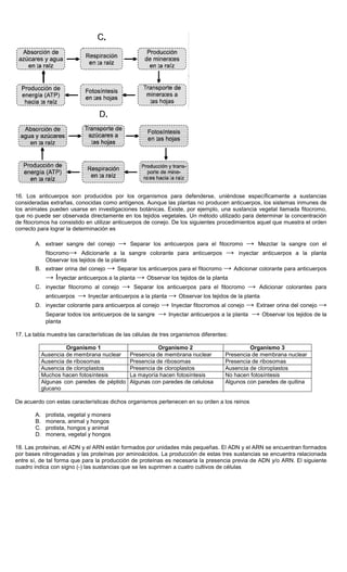 16. Los anticuerpos son producidos por los organismos para defenderse, uniéndose específicamente a sustancias
consideradas extrañas, conocidas como antígenos. Aunque las plantas no producen anticuerpos, los sistemas inmunes de
los animales pueden usarse en investigaciones botánicas. Existe, por ejemplo, una sustancia vegetal llamada fitocromo,
que no puede ser observada directamente en los tejidos vegetales. Un método utilizado para determinar la concentración
de fitocromos ha consistido en utilizar anticuerpos de conejo. De los siguientes procedimientos aquel que muestra el orden
correcto para lograr la determinación es
A. extraer sangre del conejo → Separar los anticuerpos para el fitocromo → Mezclar la sangre con el
fitocromo→ Adicionarle a la sangre colorante para anticuerpos → inyectar anticuerpos a la planta
Observar los tejidos de la planta
B. extraer orina del conejo → Separar los anticuerpos para el fitocromo → Adicionar colorante para anticuerpos
→ Inyectar anticuerpos a la planta → Observar los tejidos de la planta
C. inyectar fitocromo al conejo → Separar los anticuerpos para el fitocromo → Adicionar colorantes para
anticuerpos → Inyectar anticuerpos a la planta → Observar los tejidos de la planta
D. inyectar colorante para anticuerpos al conejo → Inyectar fitocromos al conejo → Extraer orina del conejo →
Separar todos los anticuerpos de la sangre → Inyectar anticuerpos a la planta → Observar los tejidos de la
planta
17. La tabla muestra las características de las células de tres organismos diferentes:
Organismo 1 Organismo 2 Organismo 3
Ausencia de membrana nuclear Presencia de membrana nuclear Presencia de membrana nuclear
Ausencia de ribosomas Presencia de ribosomas Presencia de ribosomas
Ausencia de cloroplastos Presencia de cloroplastos Ausencia de cloroplastos
Muchos hacen fotosíntesis La mayoría hacen fotosíntesis No hacen fotosíntesis
Algunas con paredes de péptido
glucano
Algunas con paredes de celulosa Algunos con paredes de quitina
De acuerdo con estas características dichos organismos pertenecen en su orden a los reinos
A. protista, vegetal y monera
B. monera, animal y hongos
C. protista, hongos y animal
D. monera, vegetal y hongos
18. Las proteínas, el ADN y el ARN están formados por unidades más pequeñas. El ADN y el ARN se encuentran formados
por bases nitrogenadas y las proteínas por aminoácidos. La producción de estas tres sustancias se encuentra relacionada
entre sí, de tal forma que para la producción de proteínas es necesaria la presencia previa de ADN y/o ARN. El siguiente
cuadro indica con signo (-) las sustancias que se les suprimen a cuatro cultivos de células
 