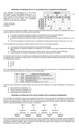 RESPONDA LAS PREGUNTAS 22 A 24 DE ACUERDO CON LA SIGUIENTE INFORMACIÓN
Cinco especies de escarabajos (E1 a E5) fueron
encontrados en tres áreas distantes entre sí (A1, A2 y A3)
las cuales conservan fragmentos de bosque en su
interior. Dentro de estos terrenos que se encuentran
intervenidos por el ser humano, los escarabajos
colonizan 3 tipos diferentes de hábitats:
I. Interior de bosque
II. Borde de Bosque
III. Potrero
22. Si el número de especies que habita un lugar se relaciona de manera directa con el grado de conservación del mismo,
podemos señalar de acuerdo con la tabla que entre estas áreas
A. la variación de especies observada no refleja una clara diferencia de su estado de alteración
B. la variación del número de especies señala que el área A3 es la más conservada
C. el número de especies en cada área señala un gradiente de alteración que va de mayor a menor así: A2, A3 y
A1
D. el número de especies en cada área marca un gradiente de conservación de mayor a menor así : A2, A3 y A1
23. De la distribución de especies por hábitat, podemos inferir que en la comunidad se presenta
A. una ocupación indiscriminada de especies entre los diferentes hábitats
B. tanto especies con patrones definidos de distribución como aquellas que ocupan indistintamente diferentes
hábitats
C. un número mayor de especies colonizando el hábitat "potrero" que en el hábitat "interior de Bosque"
D. ninguna especie con un patrón de distribución que pueda ser relacionado con el hábitat
24. Cada especie dentro de la comunidad de escarabajos presenta diferentes grados de tolerancia a las perturbaciones de
los hábitats, como se señala en la tabla anterior. Si se talara una proporción alta de árboles de estas áreas, la (s) especie
(s) más afectada (s) sería (n)
A. E1 y E4
B. E3 y E5
C. E2 y E3
D. E2
25. En una población de plantas se presentan cinco alelos que determinan el color de la flor. La siguiente tabla muestra el
color para el que codifica cada alelo y su relación con los demás alelos
Alelo Color Relación con los otros alelos
a
1
rojo Dominante sobre a
2
y a
4
. Codominante con a
5
a
2
verde Dominante sobre a
4
y a
5
a
3
blanco Dominante sobre a
2
, a
4
y a
5
. Codominante con a
1
a
4
azul Dominante sobre a
5
a
5
Violeta Recesivo con respecto a a
1
, a
2
, a
3
y a
4
A partir de esta información se podría plantear que dentro de dicha población con mayor probabilidad un individuo con
flores
A. rojas puede tener el genotipo a
1
a
3
B. blancas puede tener el genotipo a
3
a
4
C. verdes puede tener el genotipo a
1
a
2
D. violeta puede tener el genotipo a
5
a
3
RESPONDA LAS PREGUNTAS 26 A 28 DE ACUERDO CON LA SIGUIENTE INFORMACIÓN
En una especie de mariposa de color púrpura la producción de este color se da a partir de la sustancia A; esta sustancia,
tras una serie de reacciones mediadas por diferentes enzimas, se va transformando en otros pigmentos hasta formar
finalmente el pigmento púrpura. Cada enzima es una proteína diferente por lo que las cuatro enzimas son codificadas a
partir de cuatro genes diferentes como se muestra a continuación
26. En una población de esta especie de mariposas han ocurrido mutaciones en algunos de los genes las cuales detienen
la cadena de reacciones antes de la acción de la enzima correspondiente. Por esta razón se han encontrado, además de
las púrpuras mariposa amarillas, rojas y naranjas. El color hace que algunas sean cazadas por sus predadores más
fácilmente que otras, como lo muestra la gráfica.
 