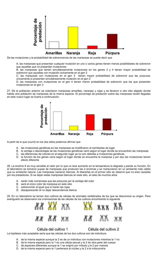 De las mutaciones y la probabilidad de sobrevivencia de las mariposas se puede decir que
A. las mariposas que presentan cualquier mutación en uno o varios genes tienen menos posibilidades de sobrevivir
que aquellas que no presentan mutaciones
B. las mariposas que tienen simultáneamente mutaciones en los genes 2 y 4 tienen mayor probabilidad de
sobrevivir que aquellas con mutación únicamente en el gen 2
C. las mariposas con mutaciones en el gen 3 tienen mayor probabilidad de sobrevivir que las púrpuras,
únicamente si presentan simultáneamente mutación en el gen 2
D. las mariposas con mutaciones en el gen 4 tienen menor probabilidad de sobrevivir que las que presenten
mutaciones en el gen 3
27. De la población anterior se colectaron mariposas amarillas, naranjas y rojas y se llevaron a otro sitio alejado donde
habita otra población de mariposas de la misma especie. El porcentaje de predación sobre las mariposas recién llegadas
en este nuevo lugar se ilustra a continuación.
A partir de lo que ocurrió en los dos sitios podemos afirmar que
A. las mutaciones genéticas en las mariposas se modificaron al cambiarlas de lugar
B. la ventaja o desventajas de las mutaciones genéticas varió según el lugar donde se encuentran las mariposas
C. las diferencias de colores en el segundo lugar ya no son debidas a mutaciones genéticas
D. la función de los genes varía según el lugar donde se encuentra la mariposa y por eso las mutaciones tienen
efecto diferente
28. La enzima X es muy sensible al calor por lo que un leve aumento en la temperatura la degrada y pierde su función. En
el laboratorio se tomaron pupas de mariposas que producen las 4 enzimas y se mantuvieron en un ambiente más cálido
que su ambiente natural. Las mariposas nacieron blancas. Al liberarlas en el primer sitio se observó que no eran cazadas
por los predadores. Si se dejan estas mariposas blancas en este sitio, al cabo de muchos años
A. serán más numerosas que las púrpuras por la ventaja del color
B. será el único color de mariposa en este sitio
C. sobrevivirán al igual que lo harán las rojas
D. desaparecerán al no dejar descendencia blanca
29. En un laboratorio se tenían dos cultivos de células de animales vertebrados de los que se desconoce su origen. Para
averiguarlo se observaron los cromosomas de las células de los cultivos encontrando lo siguiente
La hipótesis más aceptable sería que las células de los dos cultivos son de individuos
A. de la misma especie aunque la 2 es de un individuo con mutaciones mientras la 1 no
B. de la misma especie pero la 1 es una célula sexual y la 2 de otra parte del cuerpo
C. de especies diferentes aunque la 1 se originó por mitosis y la 2 por meiosis
D. de la misma especie pero la 1 pertenece al núcleo y la 2 a la mitocondria
 